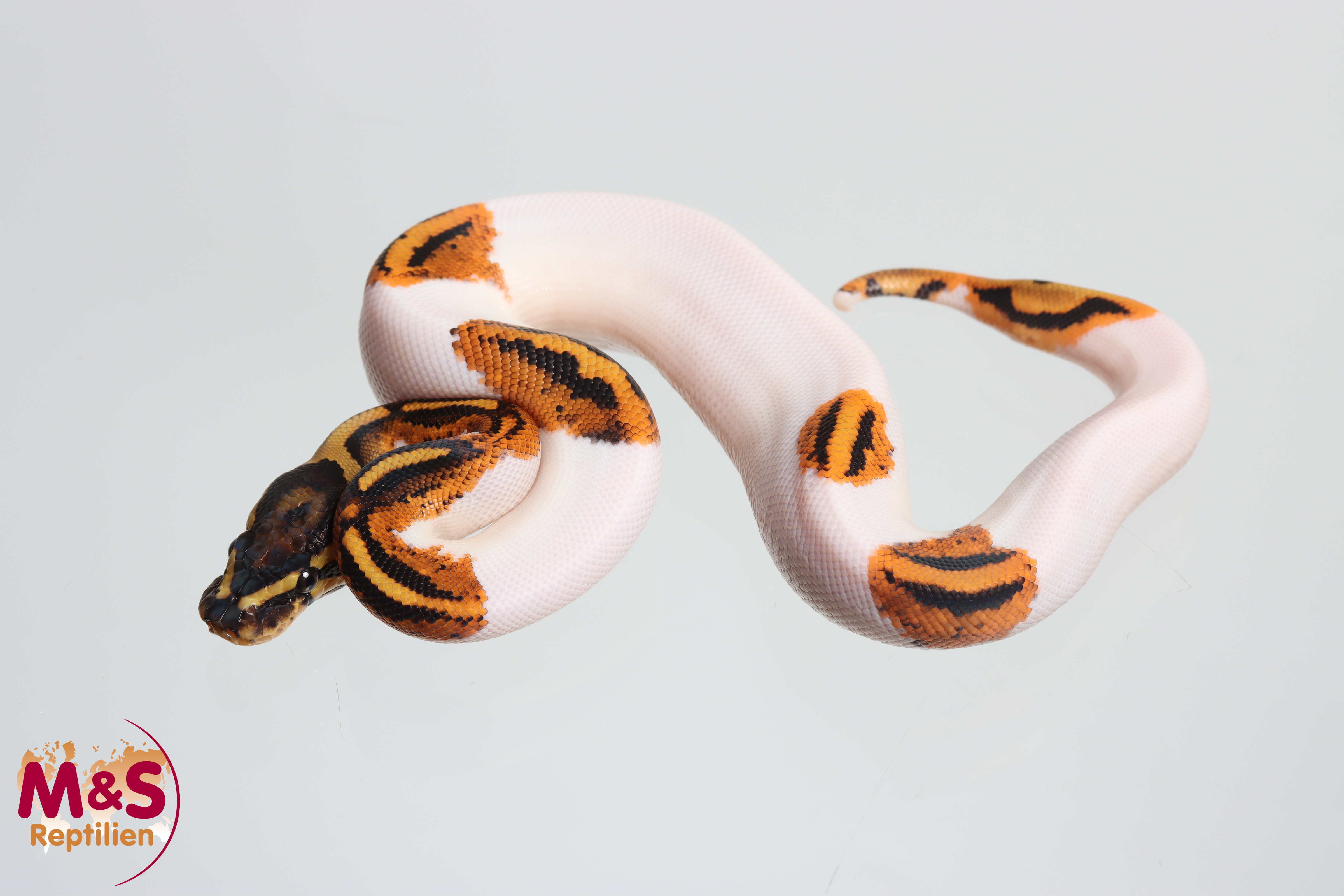 1.0 (Male) Piebald Gene X Königspython NZ´M&S´26 Python regius
