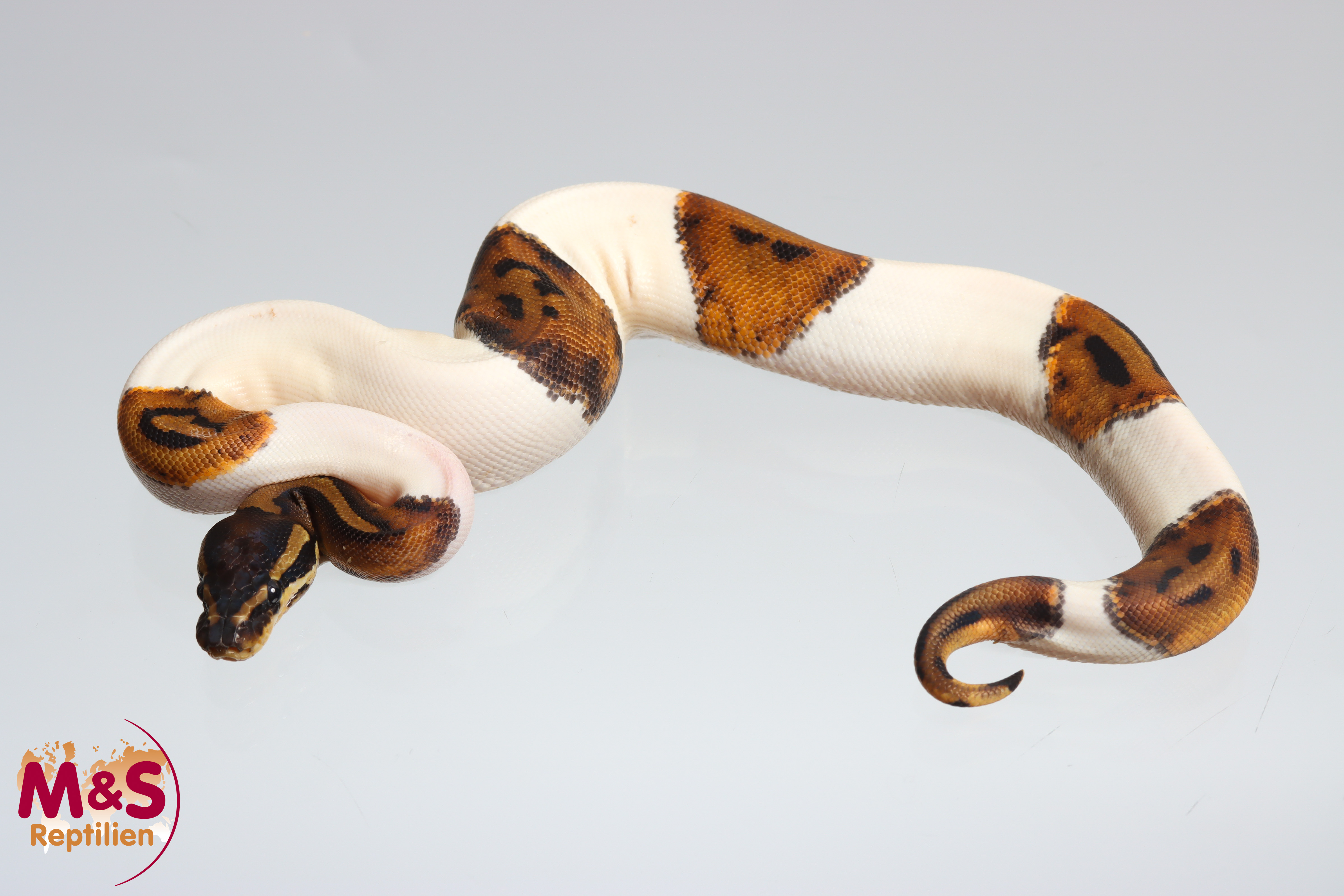 0.1 (Female) Piebald (Double Smiley) Königspython DNZ´25 Python regius