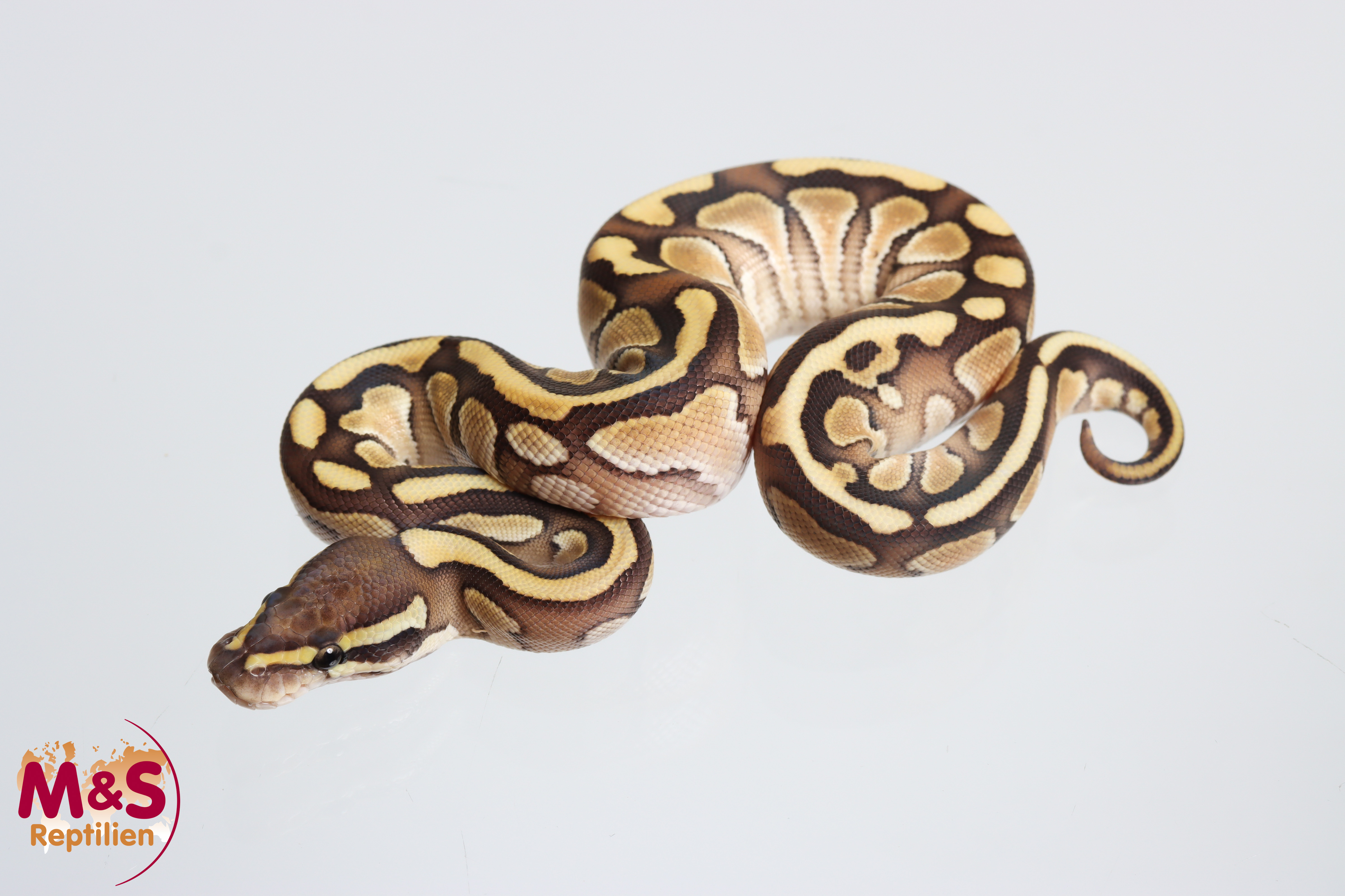 0.1 (Female) Lesser Königspython NZ' M&S 26 Python regius