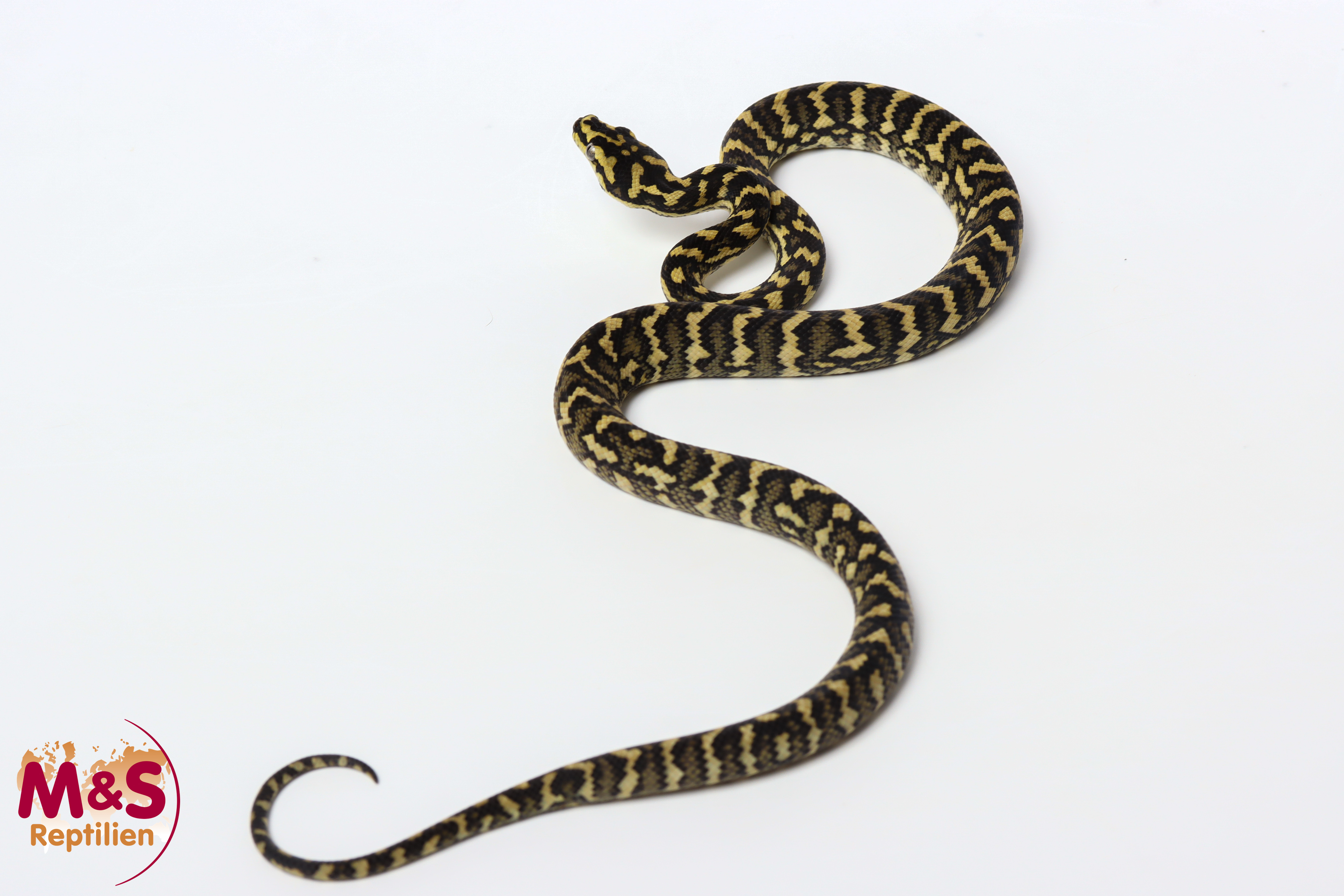 1.0 (Male) Cheynei 50% German Bloodline Teppichpython NZ’25 (ca.55cm) Morelia spilota cheynei (Originalbild)