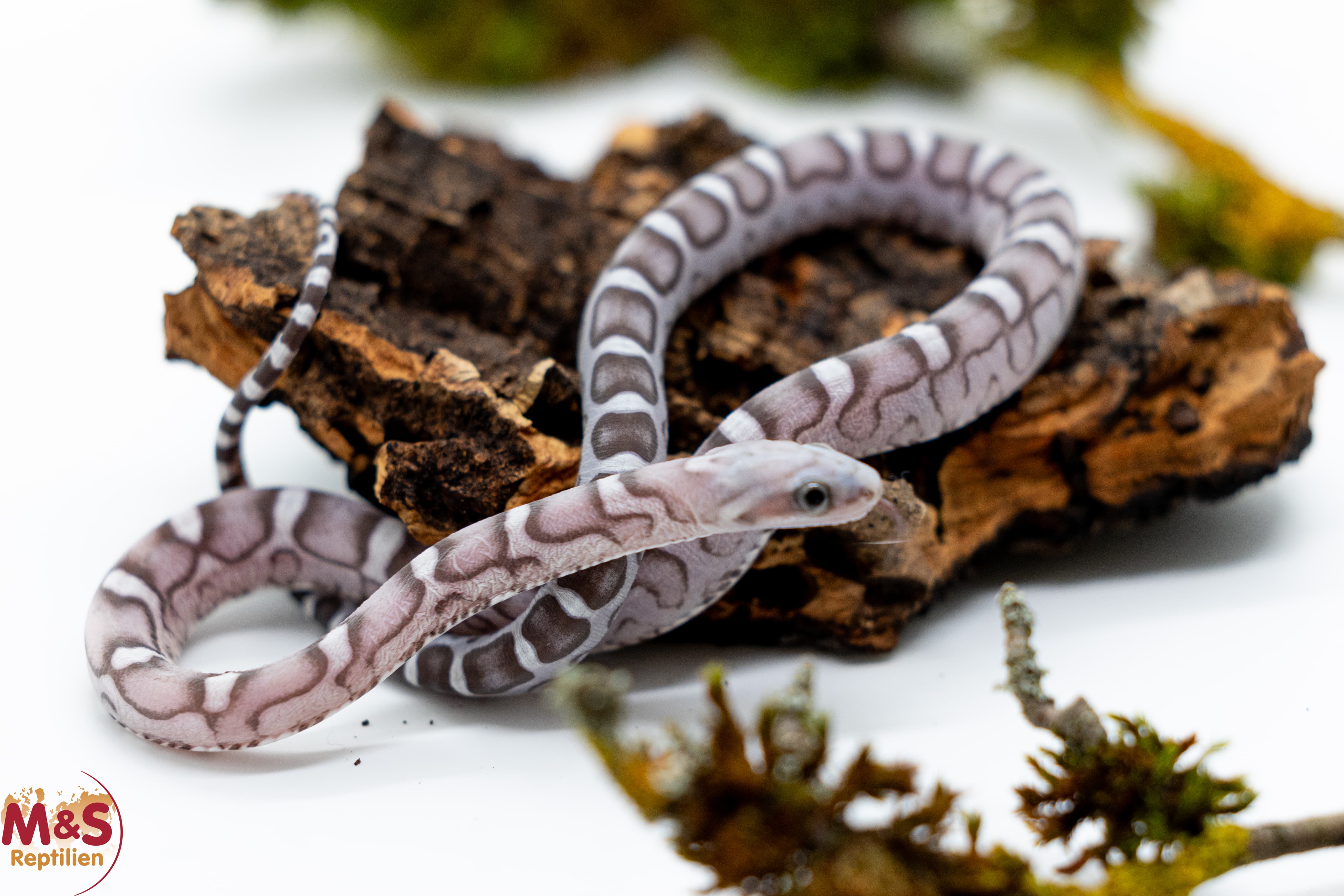 1.0 (Male) Anery Scaleless Kornnatter NZ´25 (small) Pantherophis guttatus (Originalbild)