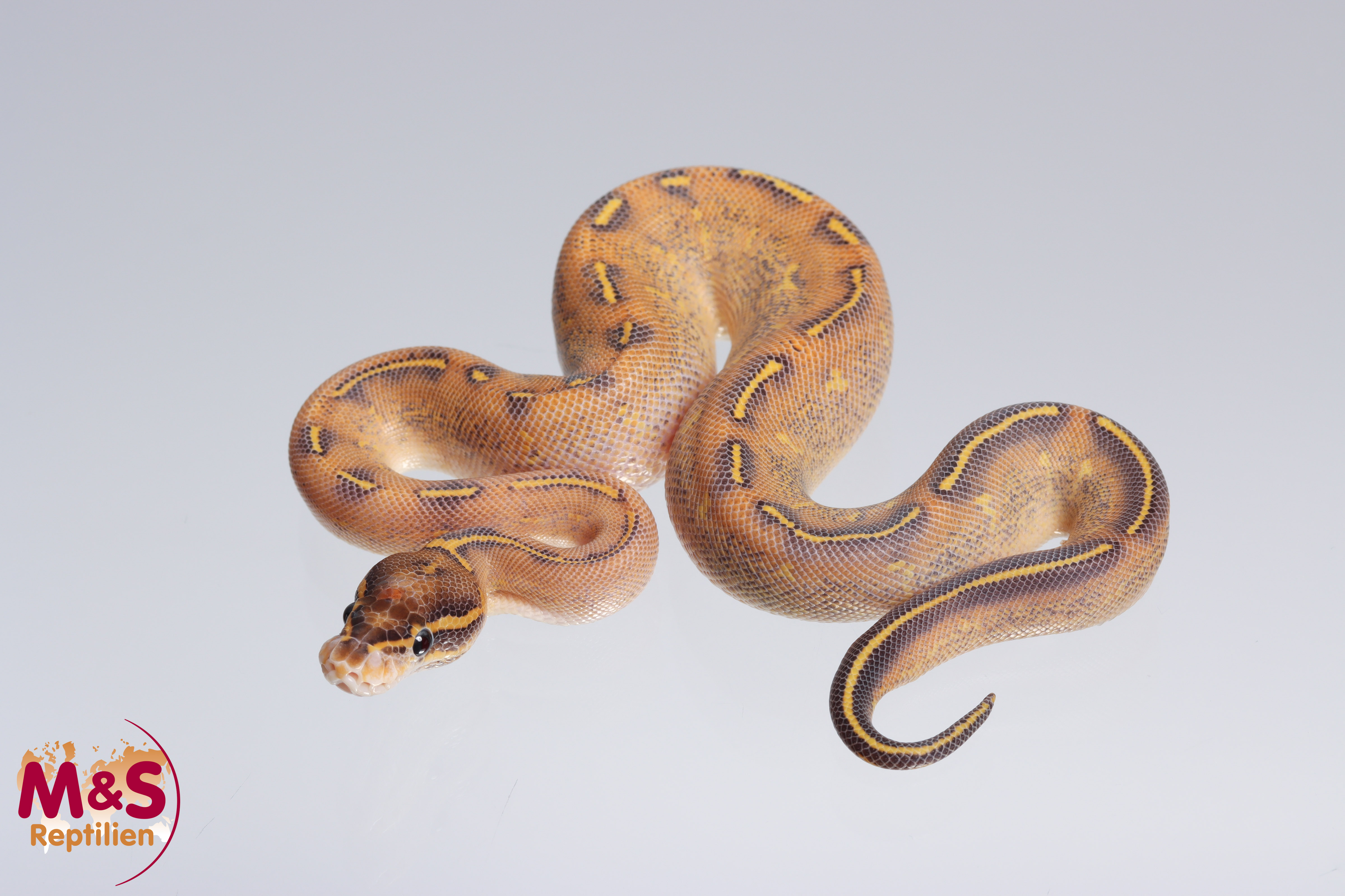 0.1 (Female) Highway (Gravel - Yellowbelly) Königspython NZ´M&S´22 Python regius