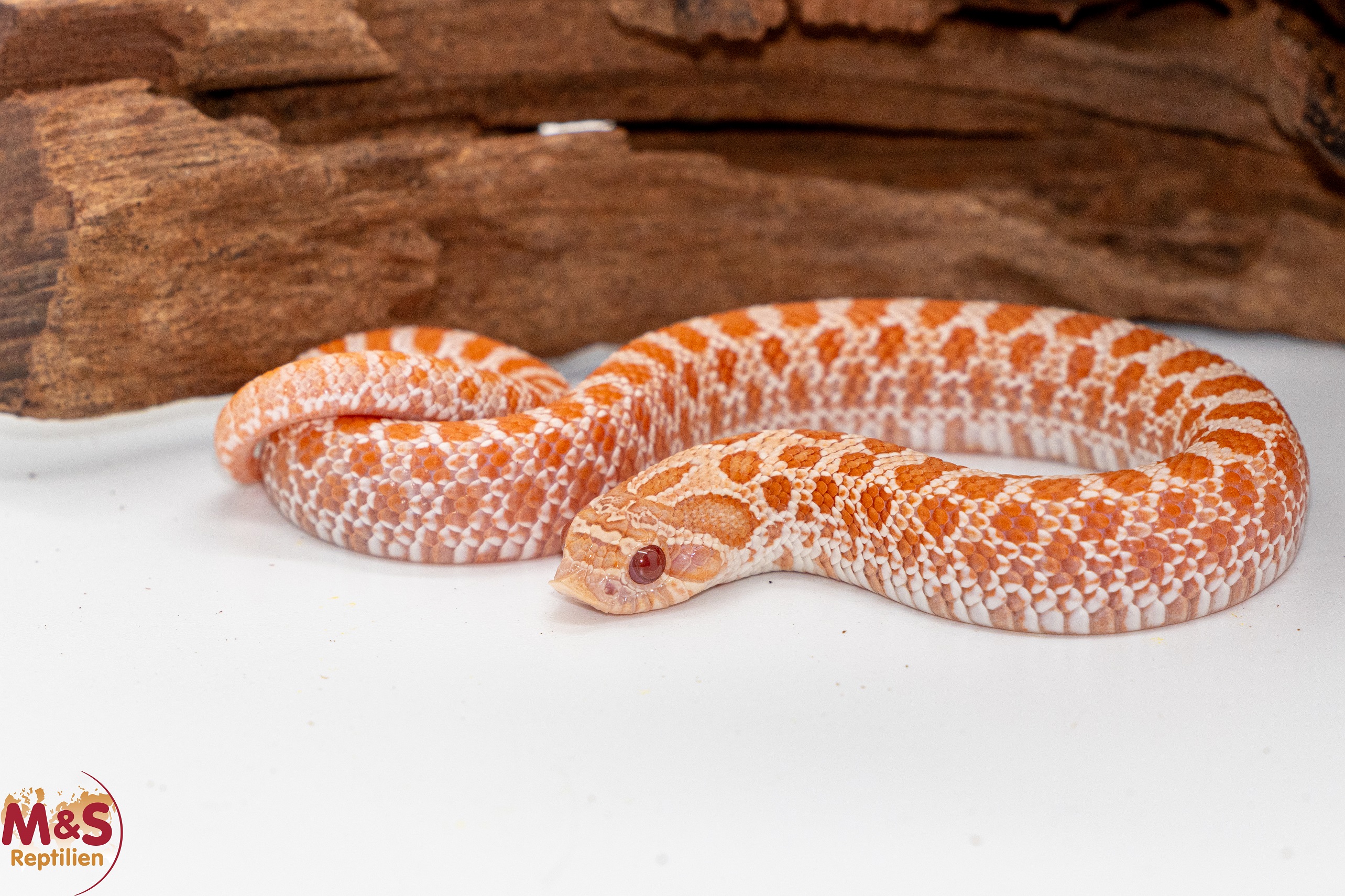 Hakennasennatter "Pink Pastel Albino" NZ´25 (ca.25 cm) Heterodon n. nasicus