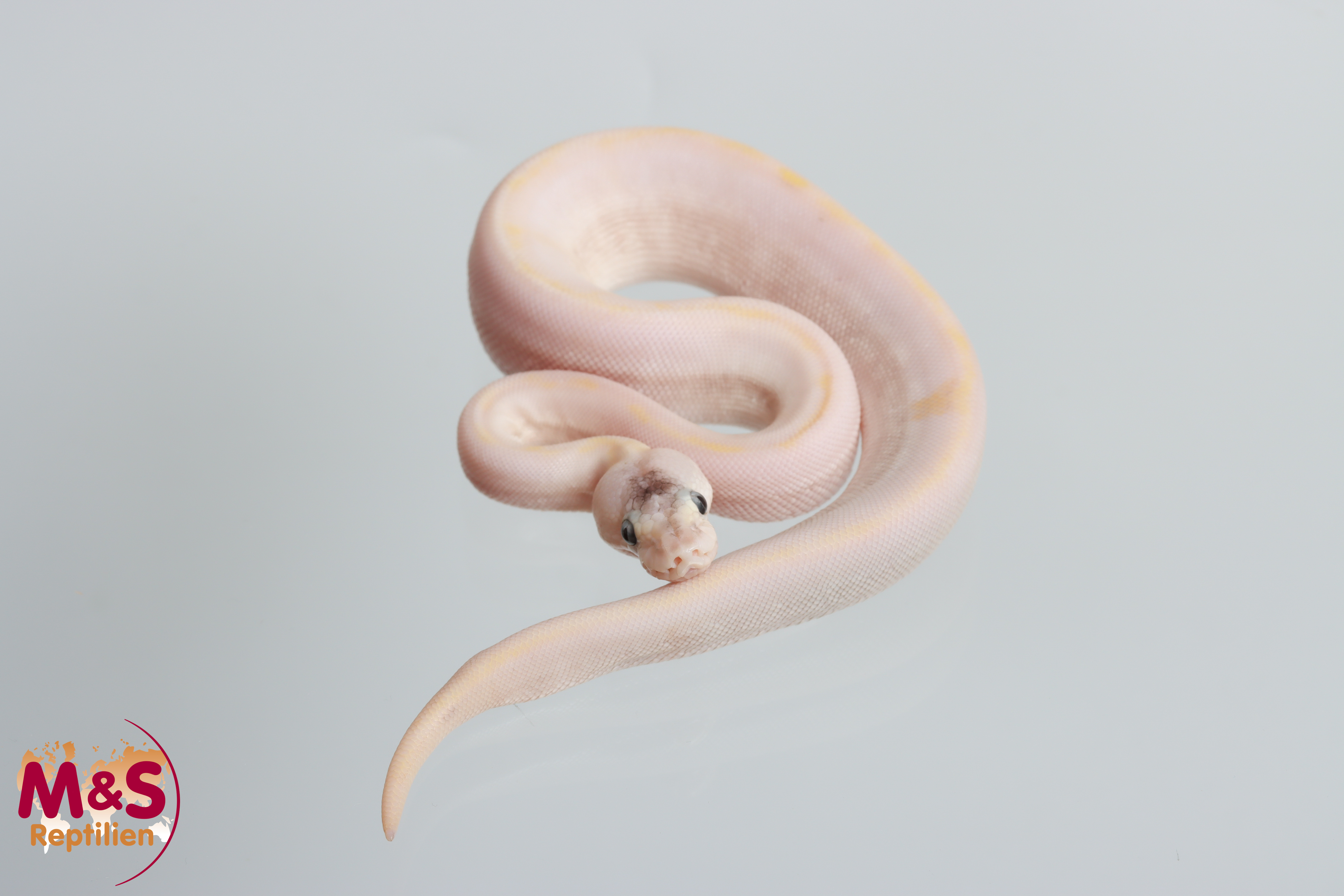 0.1 (Female) Champagne - Pewter poss. Mojave Königspython NZ´M&S´26 Python regius