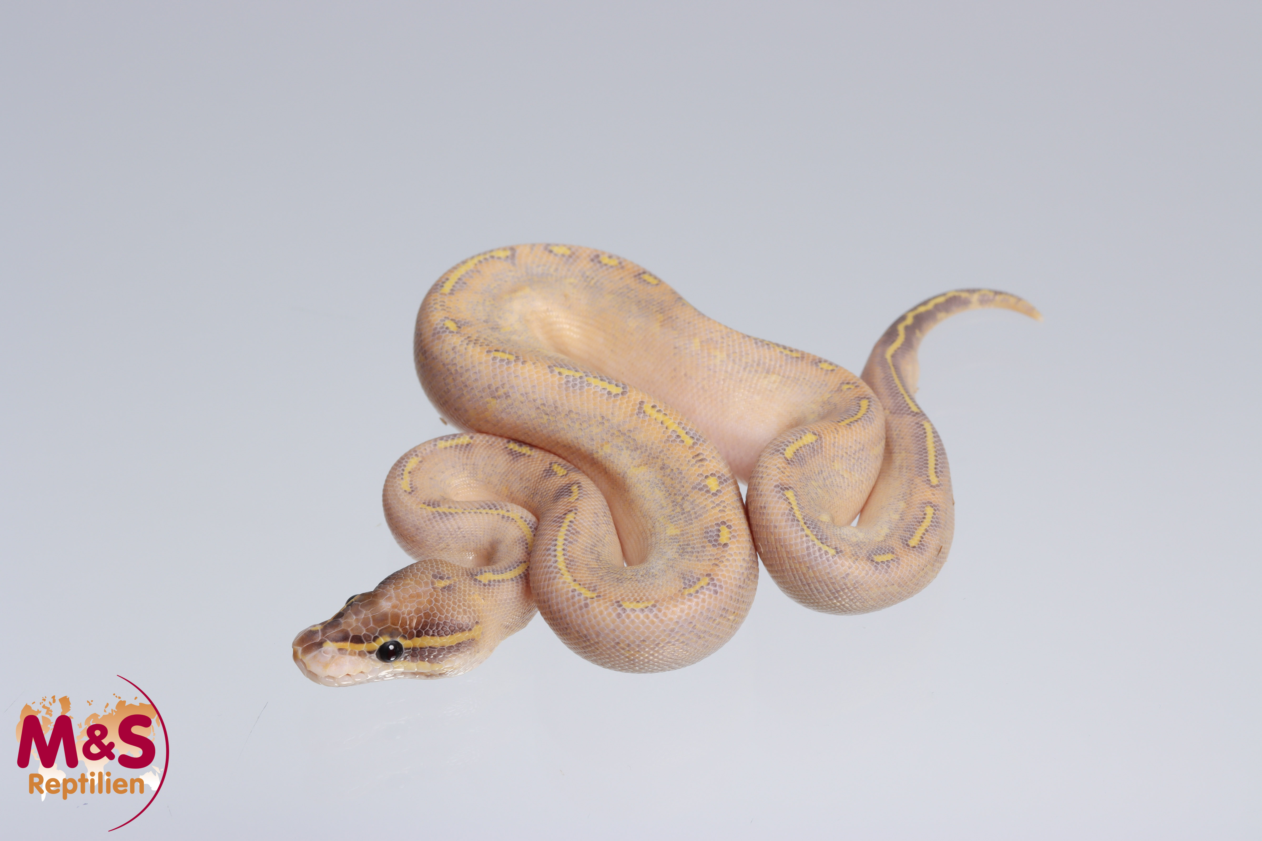 0.1 (Female) Highway (Gravel - Yellowbelly) Königspython NZ´M&S´22 Python regius