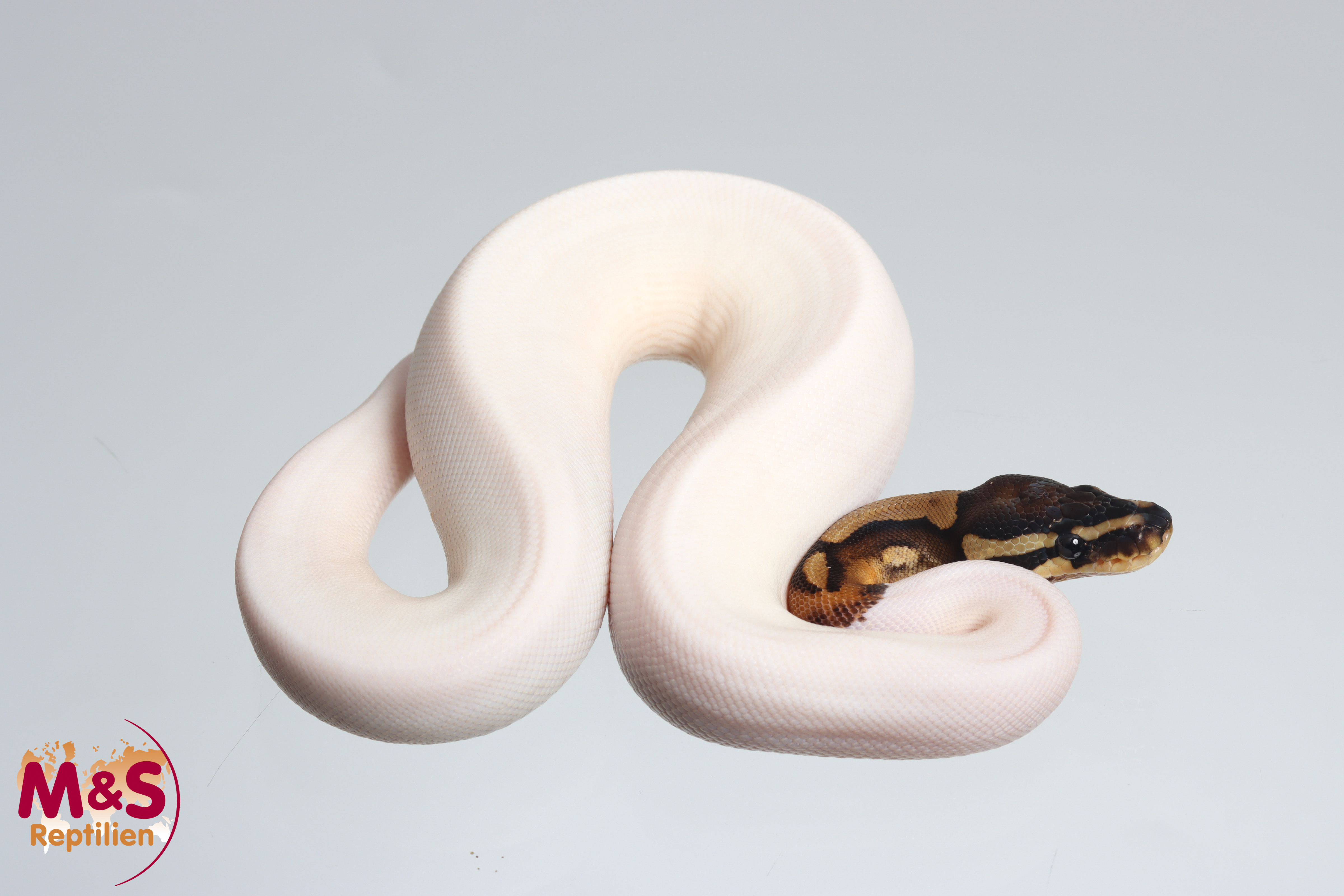 0.1 (Female) Piebald Königspython DNZ´25 Python regius