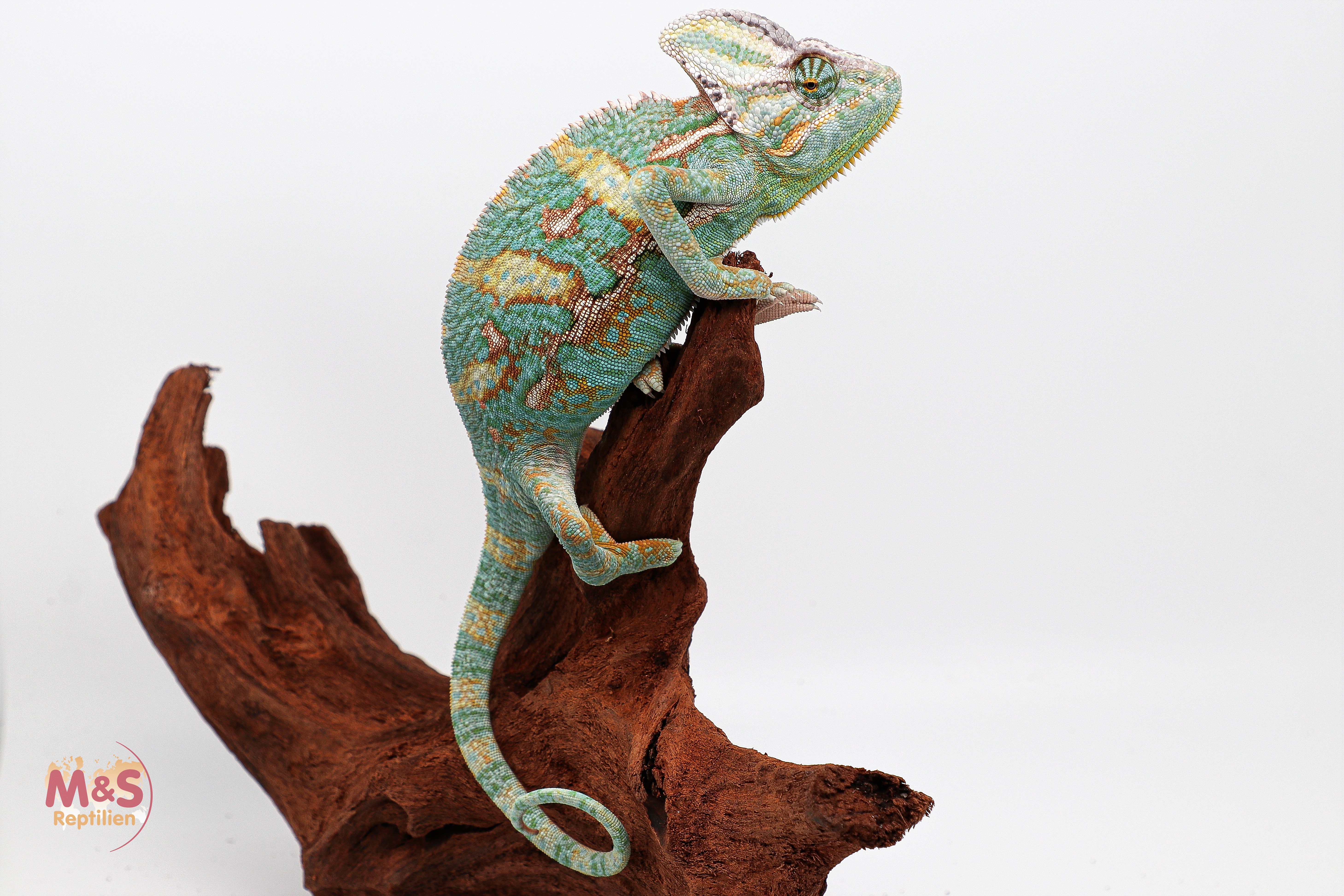 1.0 (Male) Jemen Chamäleon NZ´25 (ca. 7 cm Kopf Rumpf Länge) Chamaeleo calyptratus