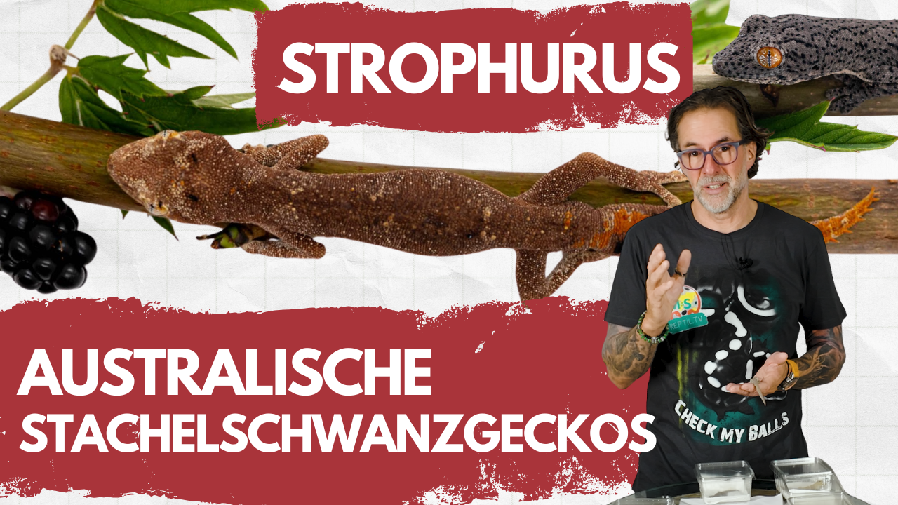 Stachelschwanzgeckos - Das macht diese Geckos so besonders