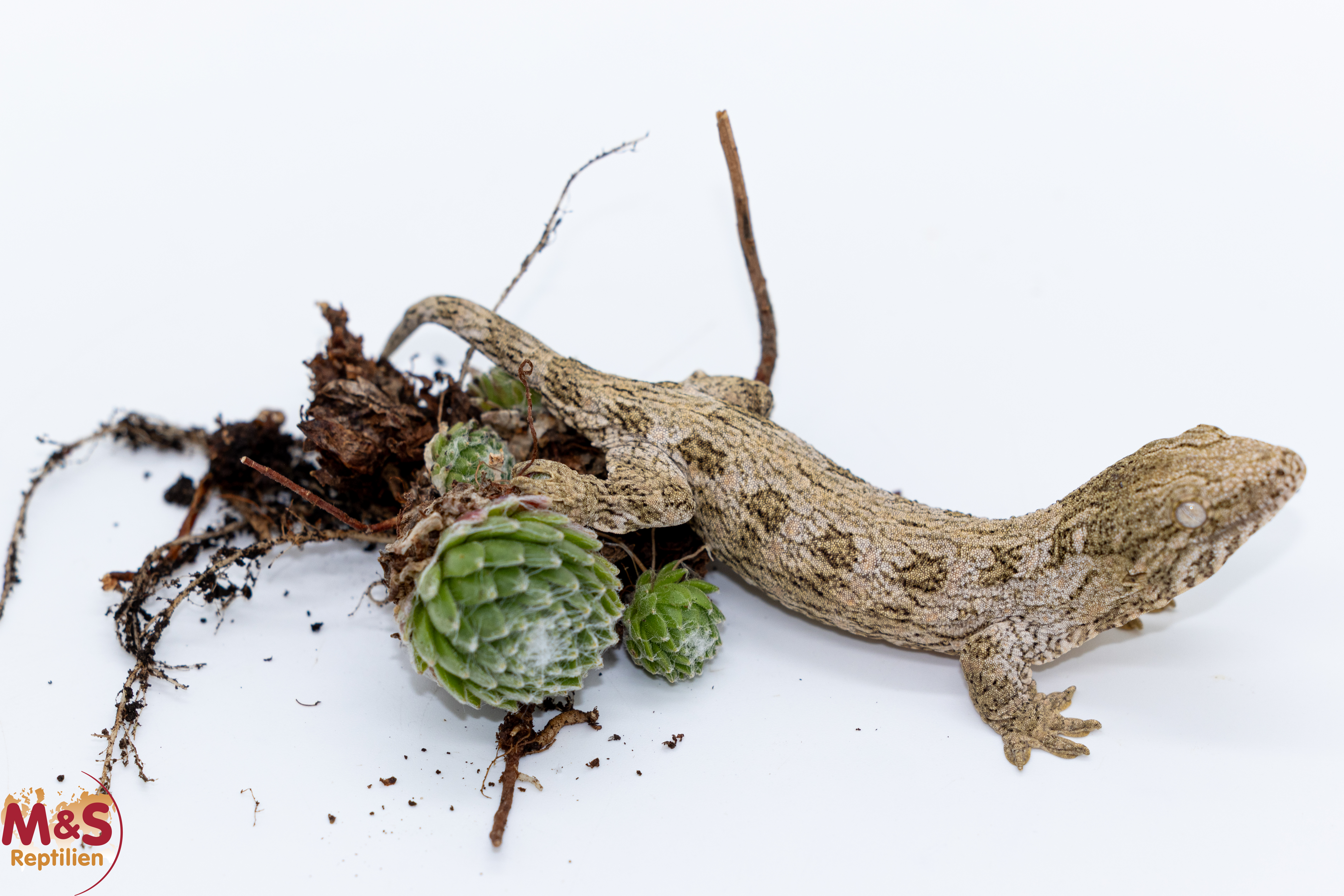 1.0 (Male) Riesengecko -Fridel- (small) NZ´ 26 Rhaco. leachianus (Originalbild)