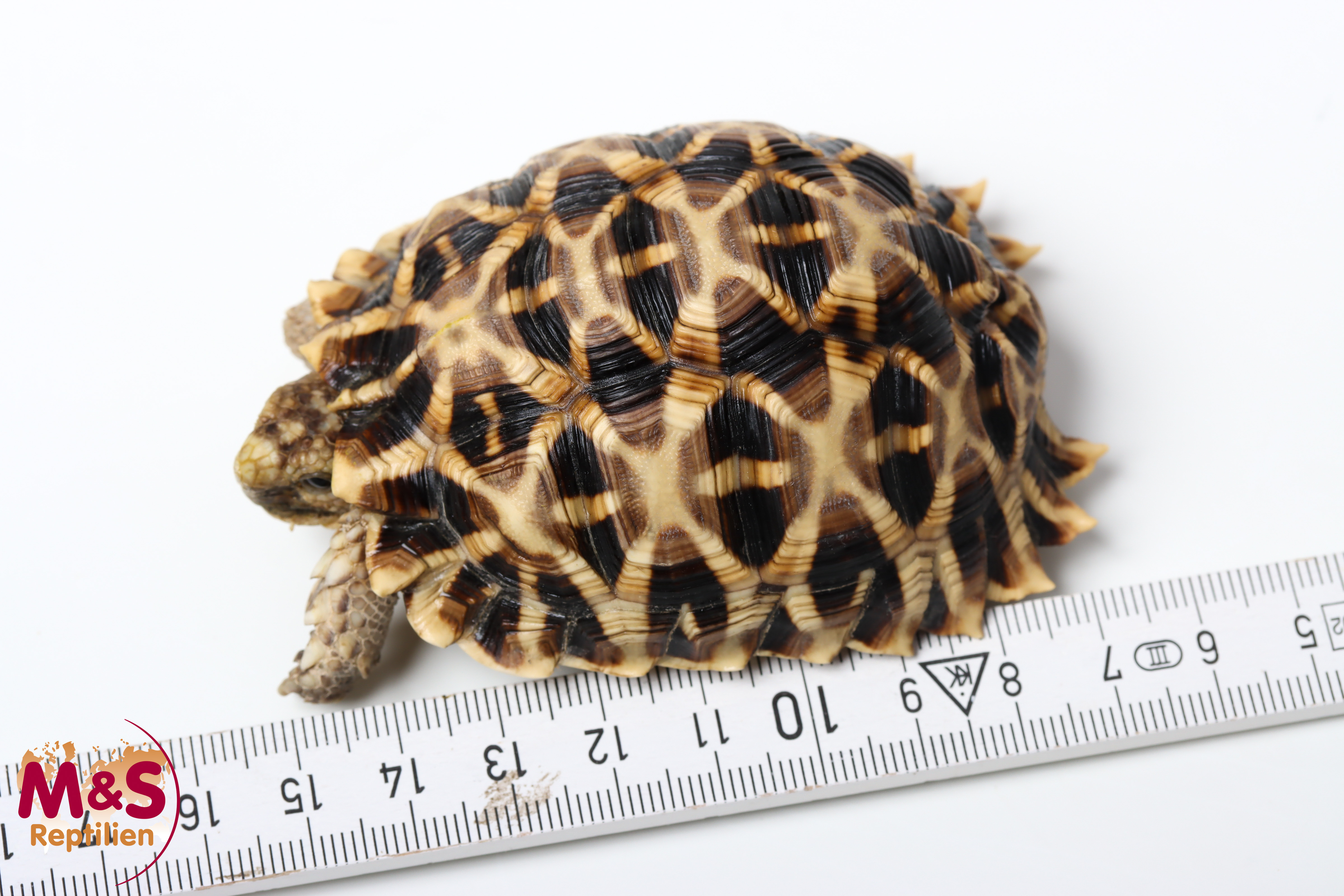 Kalahari Stachelrand-Landschildkröte (ca. 7-8cm) NZ´25 Psammobates oculiferus (Originalbild)