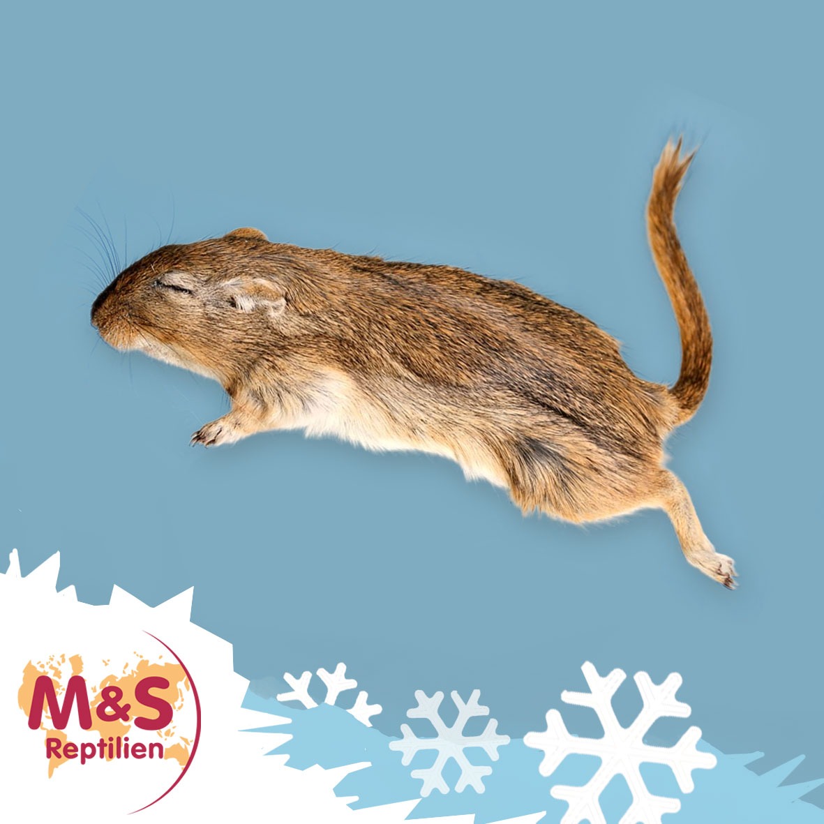1x (einzelne) Wüstenrennmaus (Gerbil), gefroren, ca. 30-50g