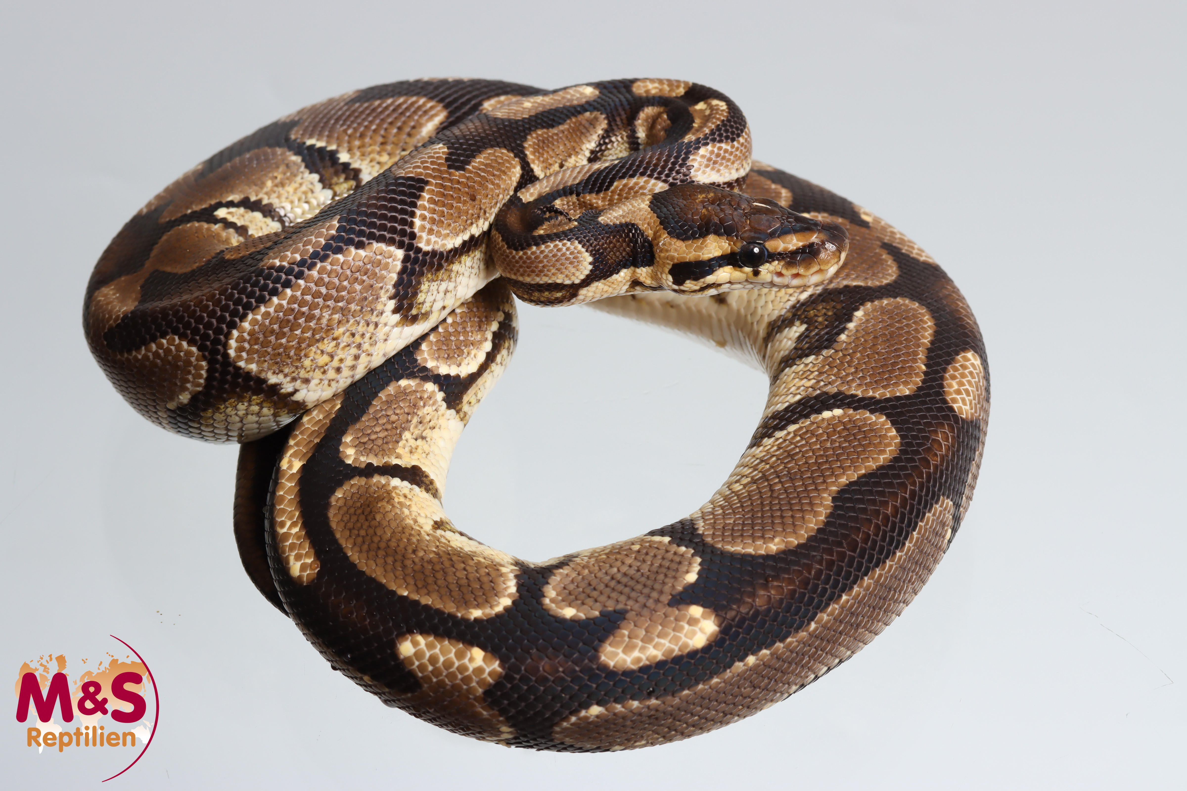 1.0 (Male) Fire Königspython NZ´24 (subadult) Python regius