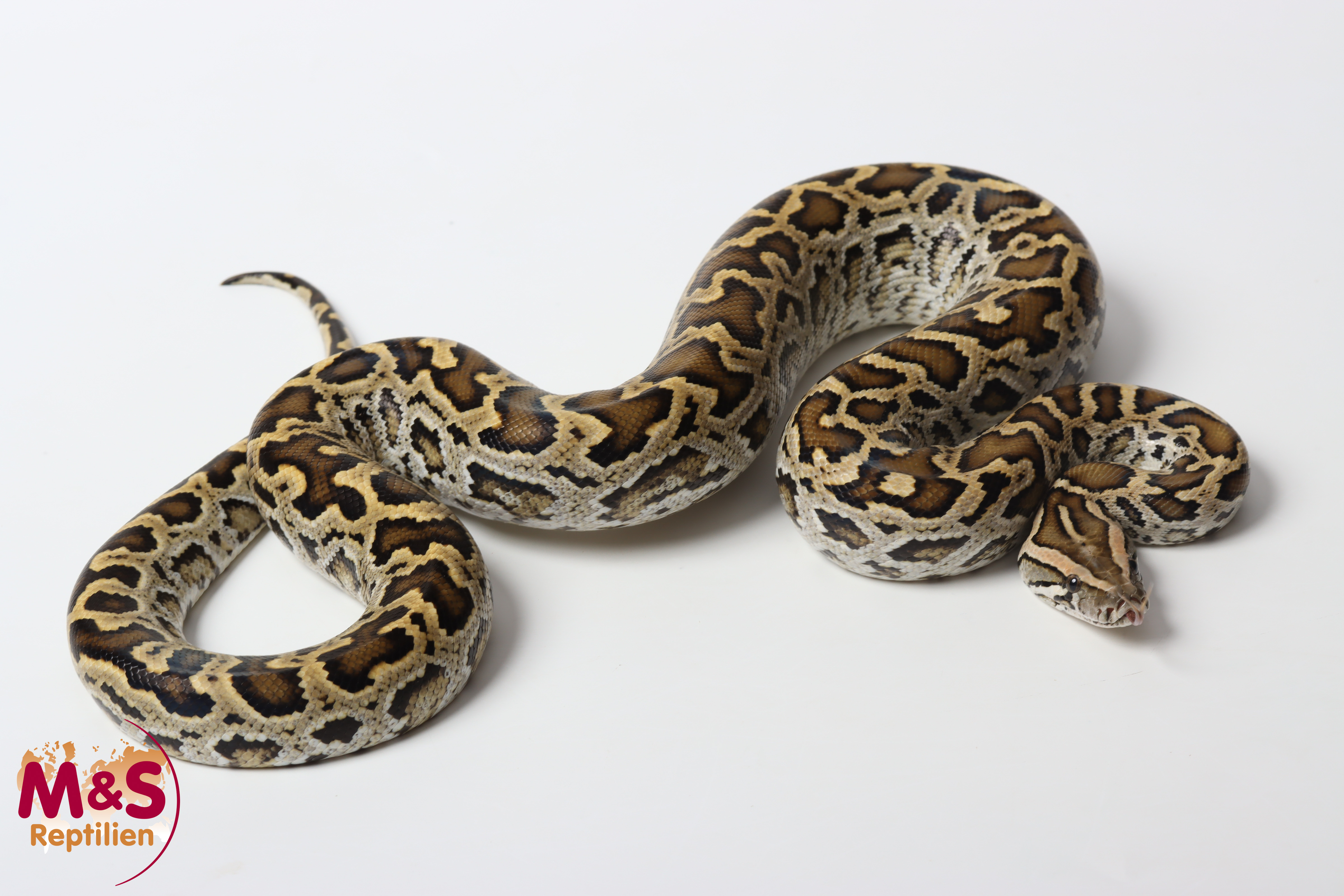 0.1 (Female) Zwerg-Tigerpython NZ'25 (ca. 100cm) Python bivittatus progschai (Originalbild)