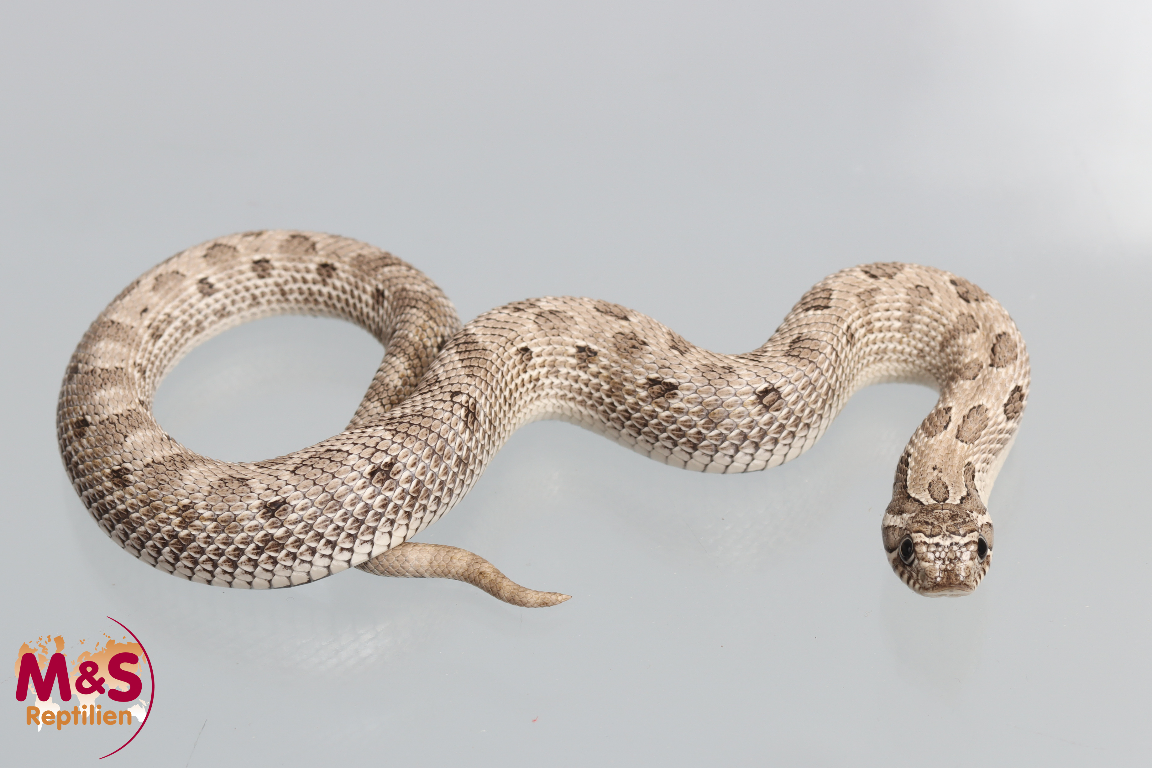 Axanthic Conda Hakennasennatter NZ´25 (small) Heterodon n. nasicus (Symbolbild)