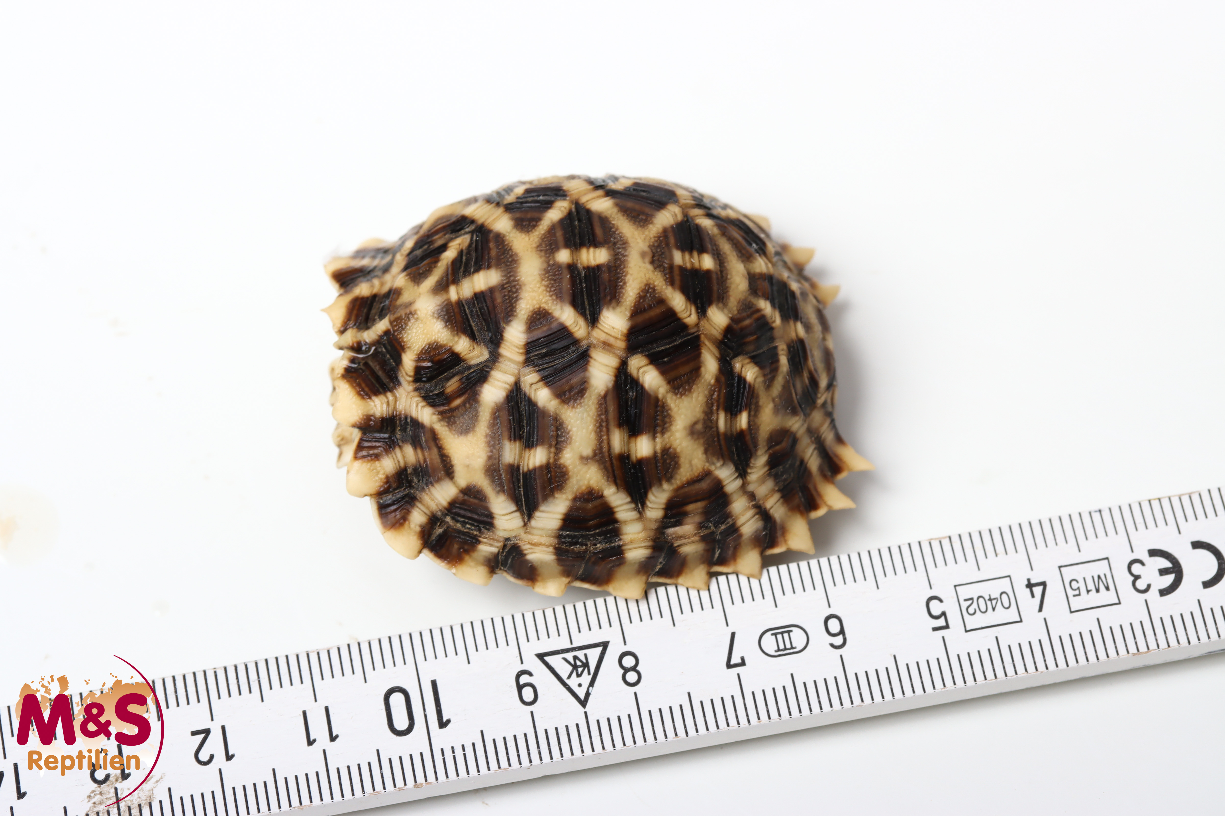 Kalahari Stachelrand-Landschildkröte (ca. 5-6cm) NZ´25 Psammobates oculiferus (Originalbild)