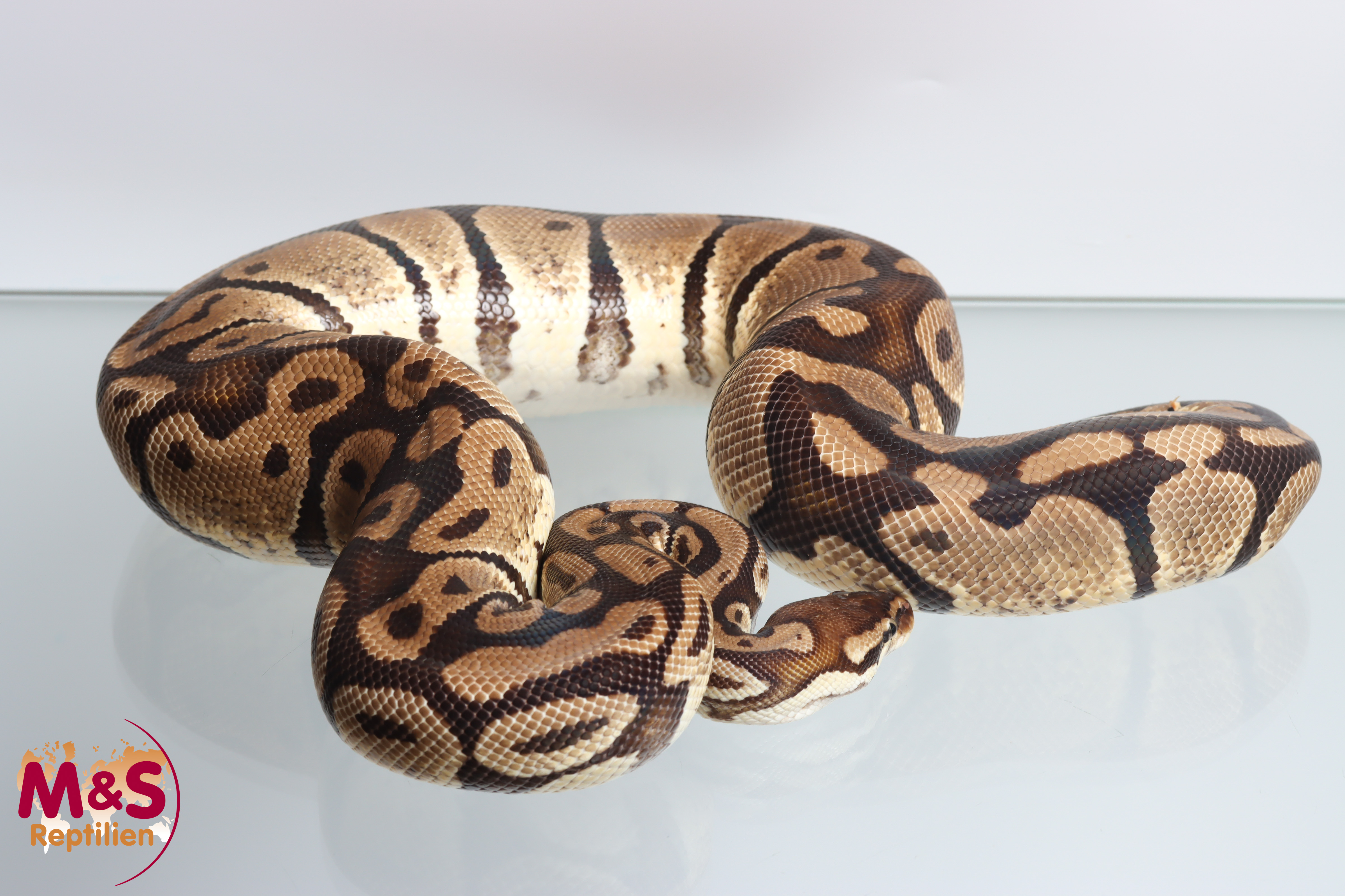 0.1 ( Female ) Gravel-Pastel Königspython NZ´M&S´16 Python regius
