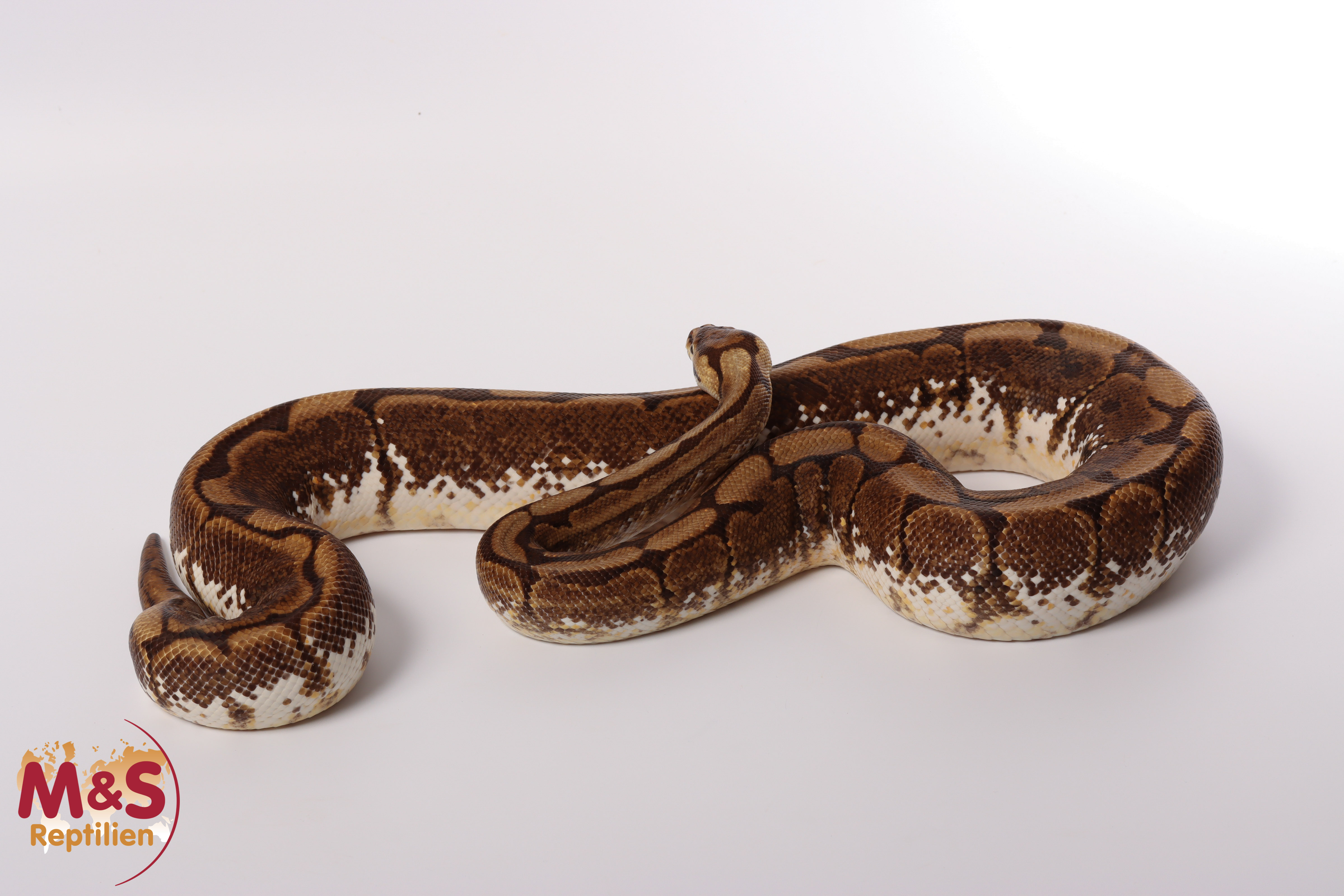 0.1 (Female) Gravel - Spider Königspython NZ´M&S´15 Python regius