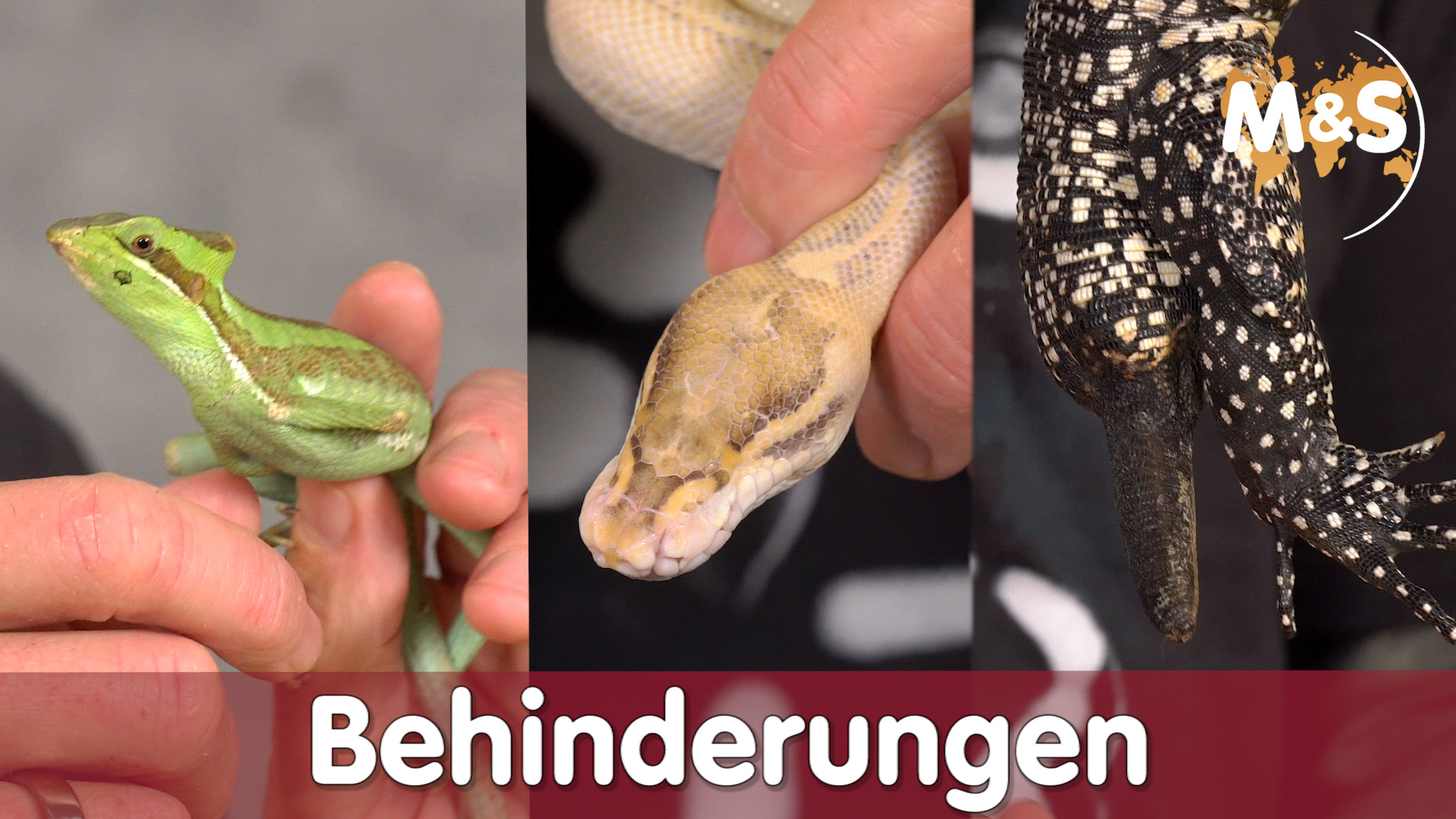 Keine Augen, keine Beine, kein Schwanz | Behinderungen bei Reptilien | Reptil TV