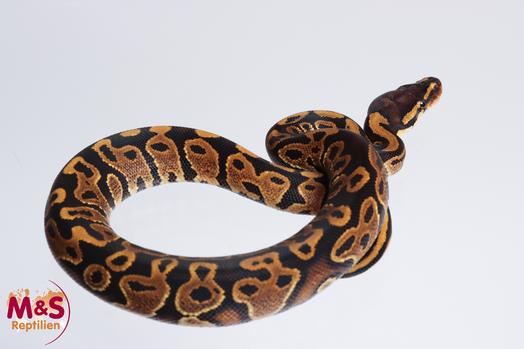 1.0 (Male) Gravel Königspython NZ´M&S´23 Python regius