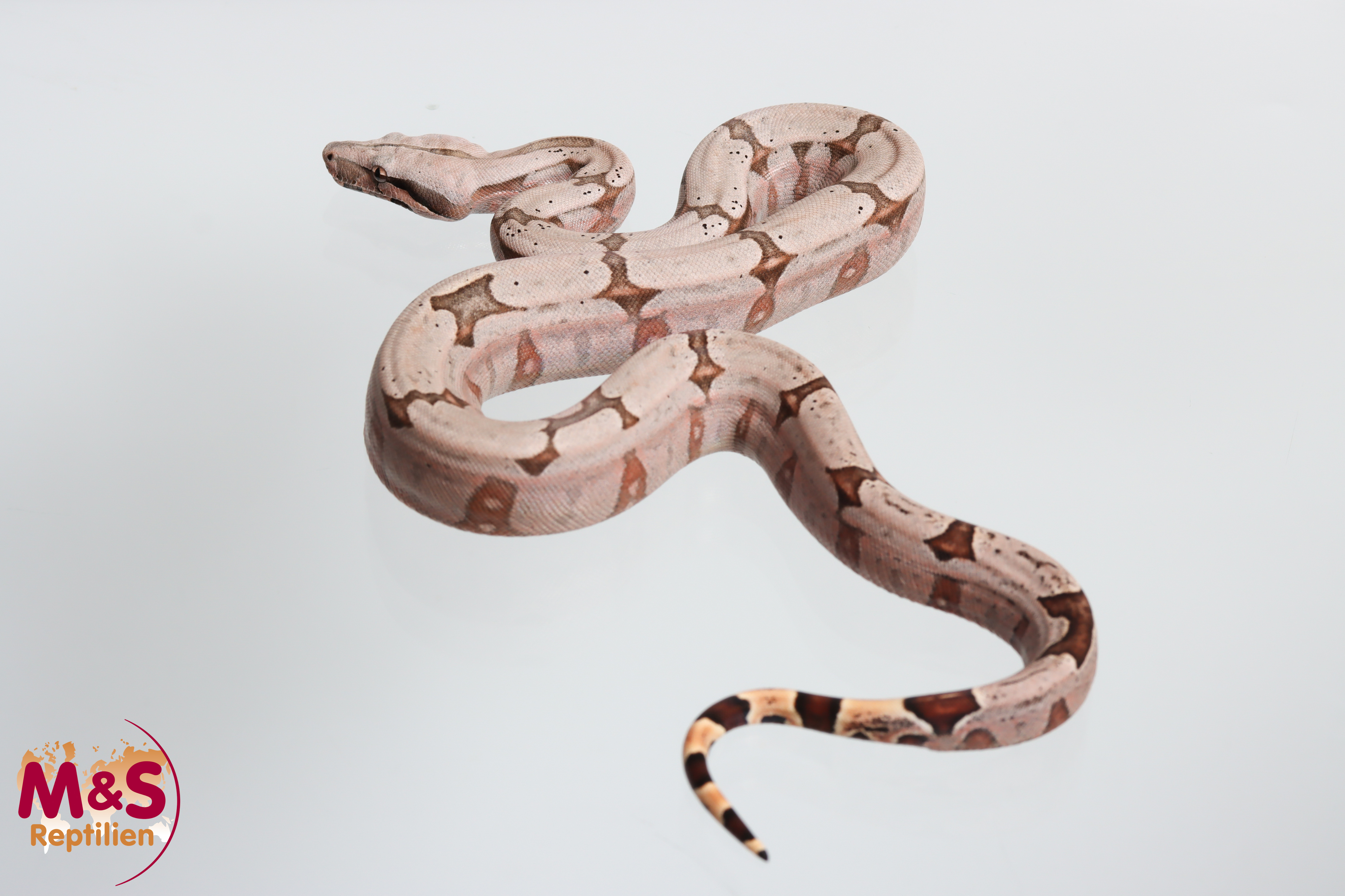 1.0 (Male) Amarali Kurzschwanzboa NZ´26 (ca.40 cm) Boa constrictor (Originalbild)