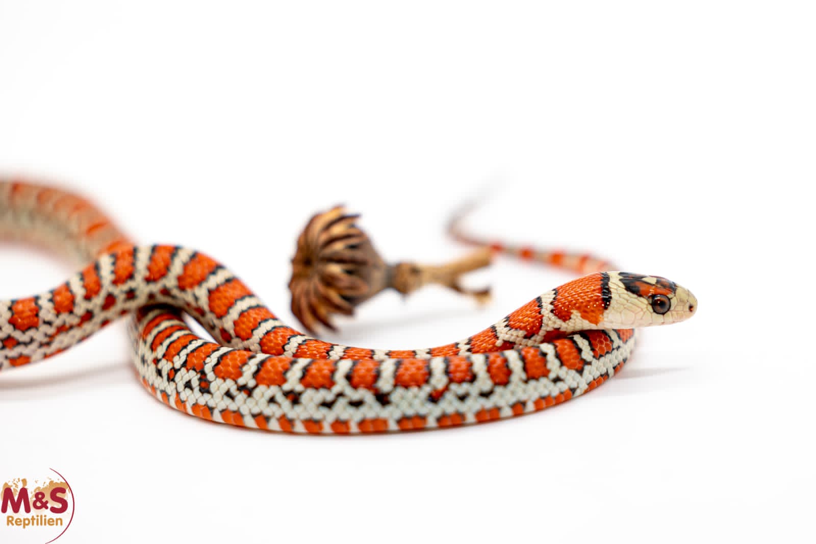 Berg-Königsnatter NZ' 25 (ca.30 cm) Lampropeltis p. knoblochi
