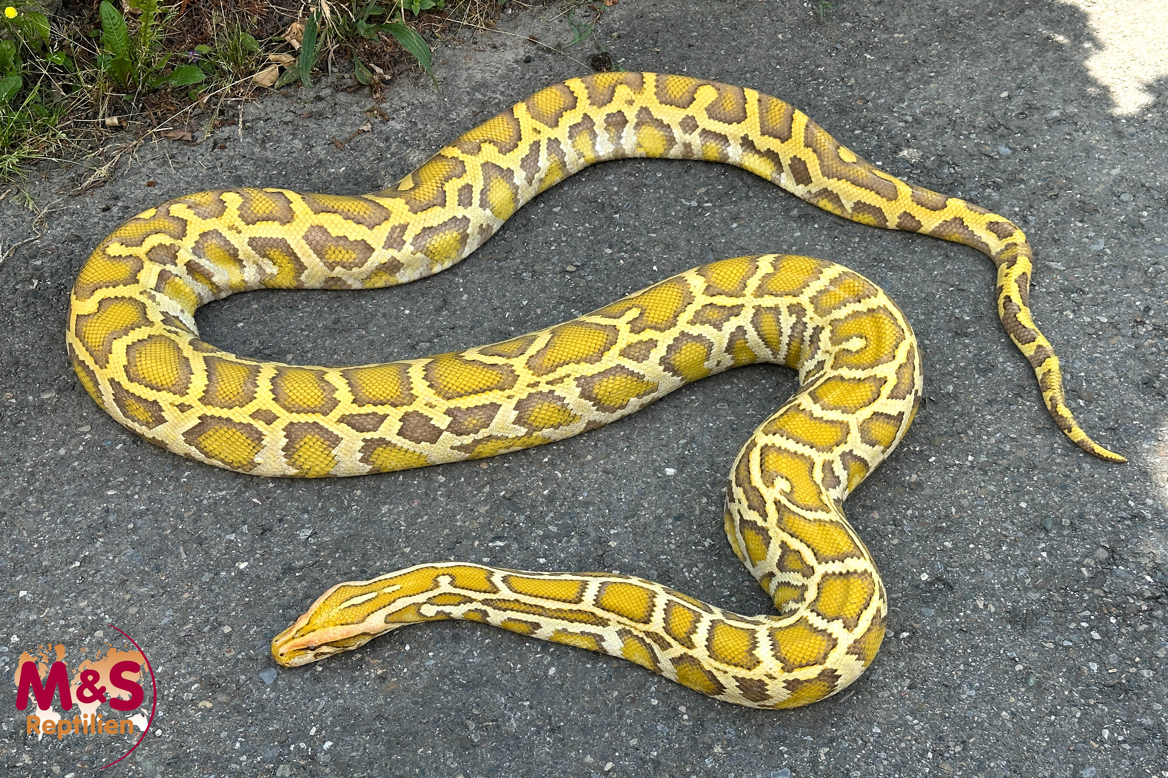 0.1 (Female) Caramel 66% het. Piebald Tigerpython NZ'23 (ca. 300cm) Python bivittatus (Originalbild)