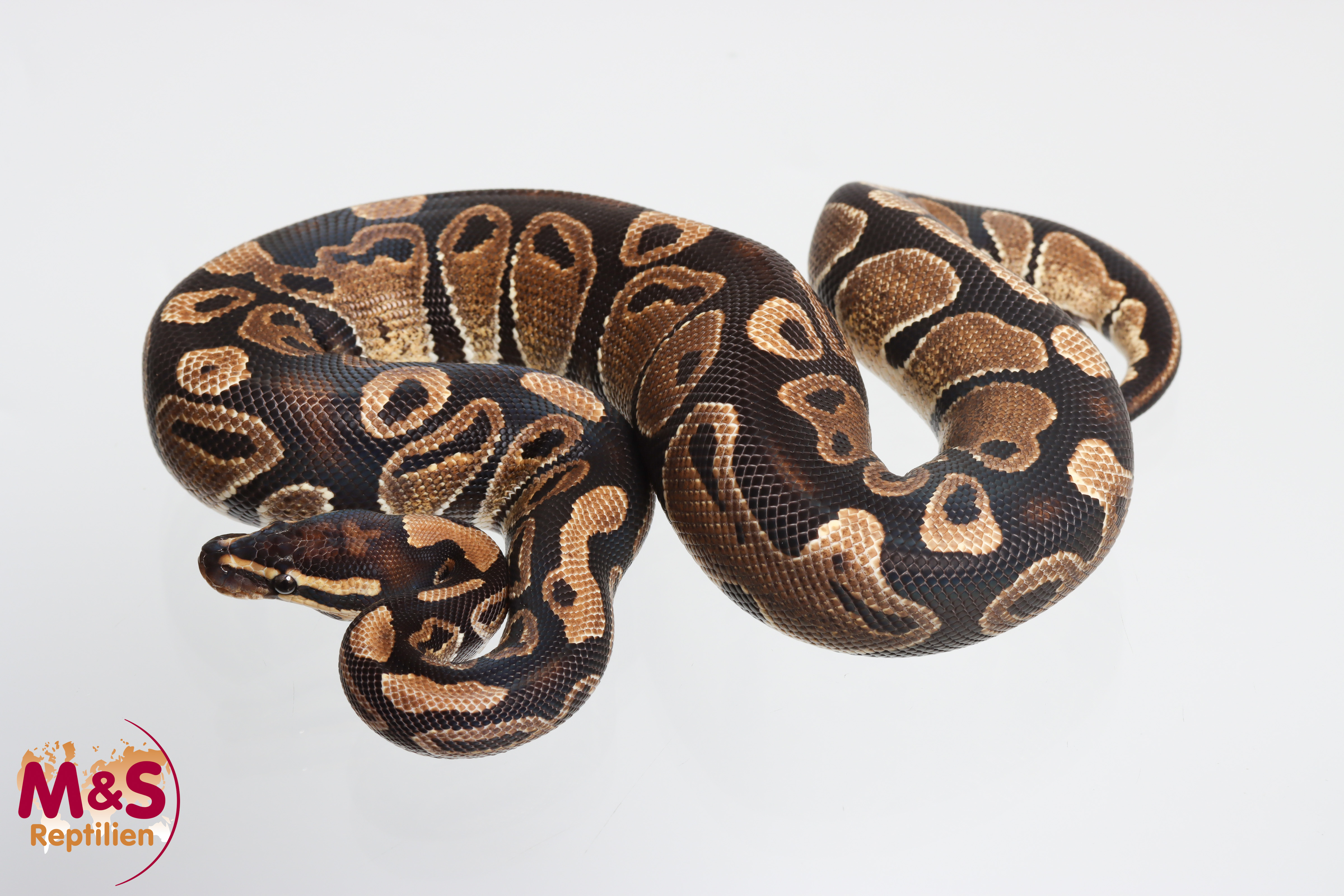 0.1 (Female) 100% hetero Sunset poss. het Clown Königspython NZ´24 Python regius