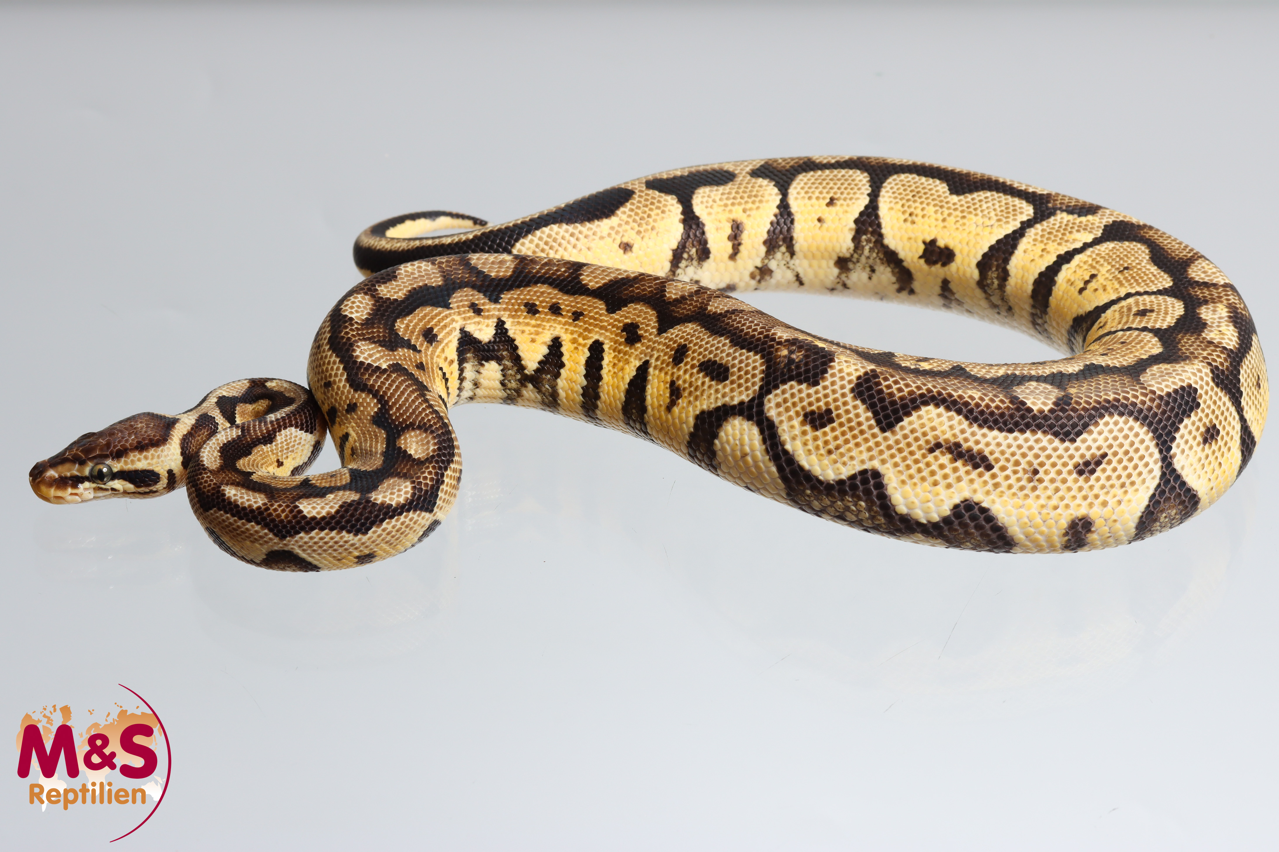 0.1 (Female) Super Pastel Königspython NZ´M&S´24 ( subadult) Python regius