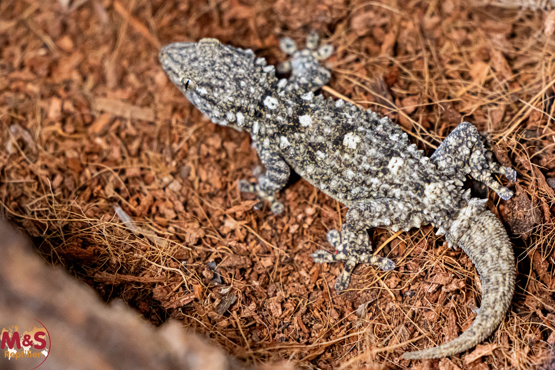 Mauergecko NZ '25 Tarentola mauritanica