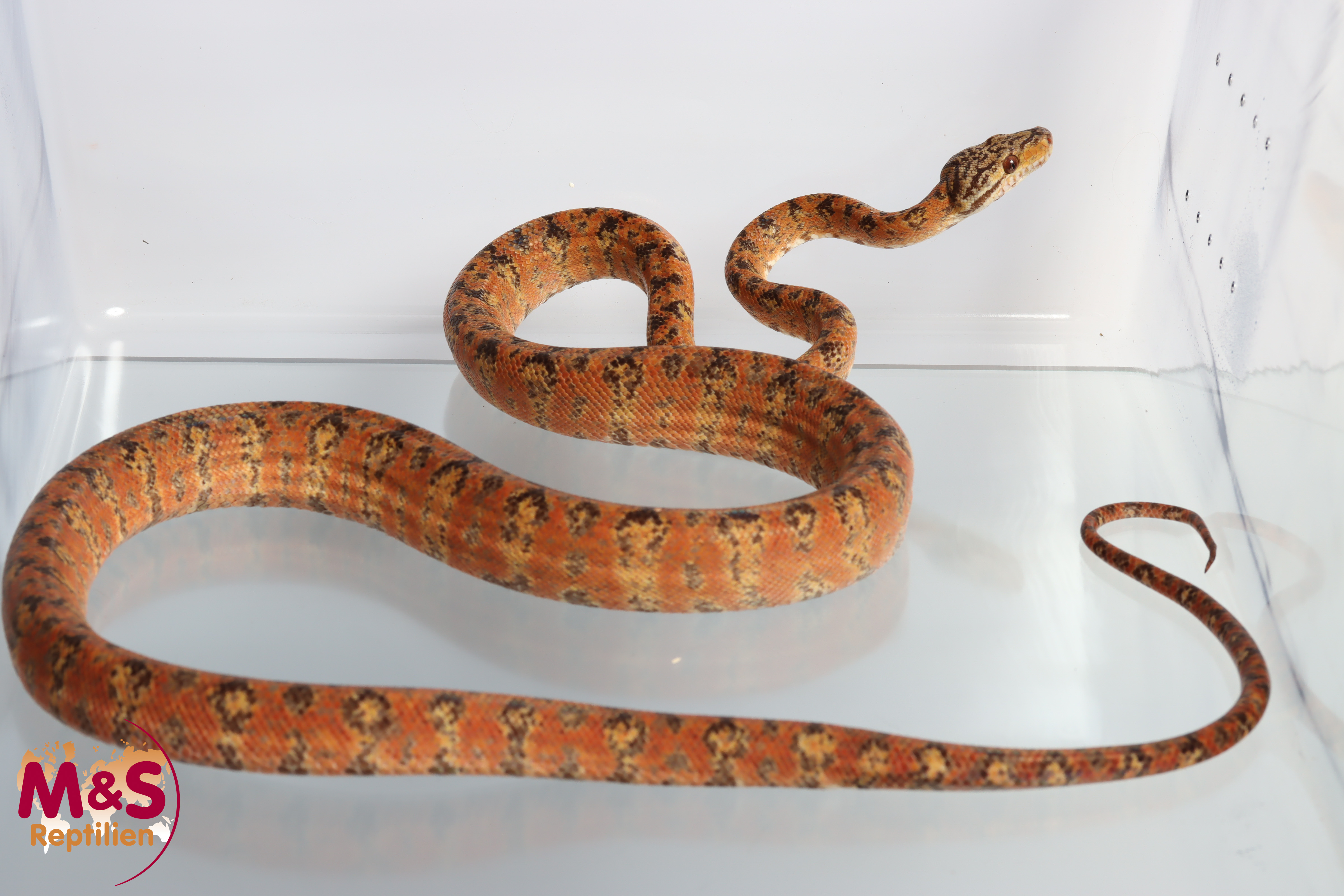 0.1 (Female) Gartenboa NZ’16 ( ca. 150 cm ) Corallus enhydris (Originalbild)