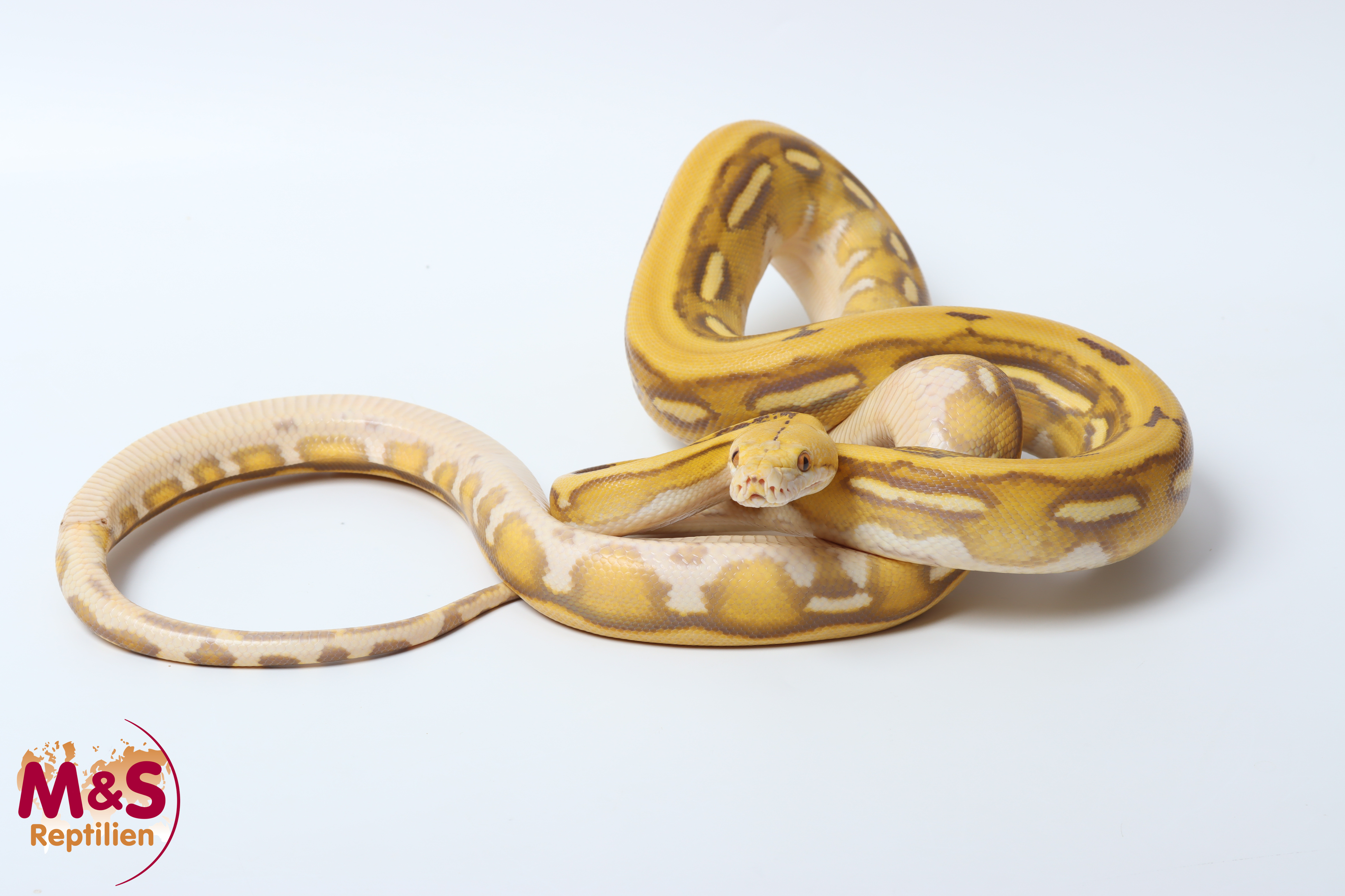 1.0 (Male) Bacan Sandfire Tiger Orange Glow Netzpython NZ' 25 (ca.130-150 cm) Broghammerus reticulatus (Originalbild)