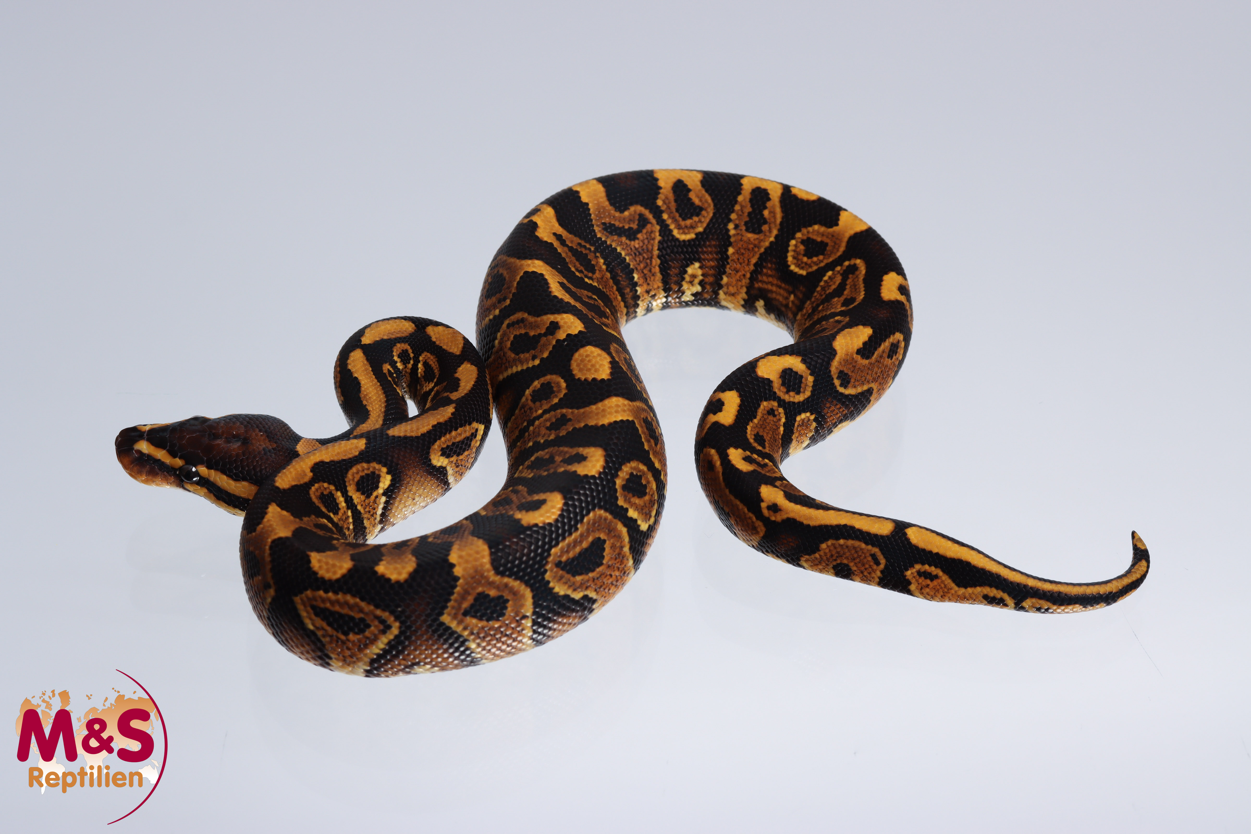 1.0 (Male) Gravel Königspython NZ´M&S´22 Python regius
