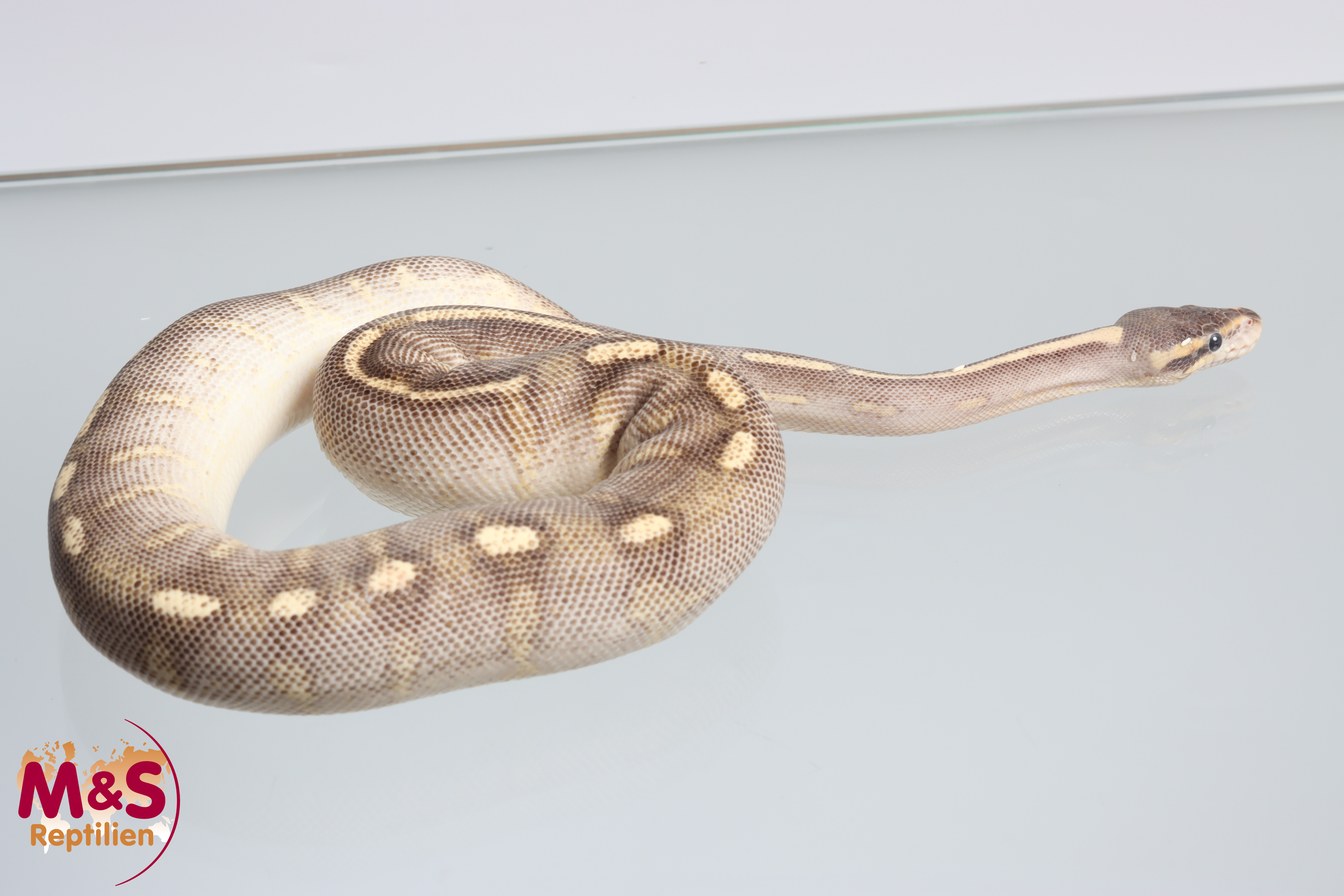 0.1 (Female) Super Gravel Königspython NZ´M&S´23 Python regius