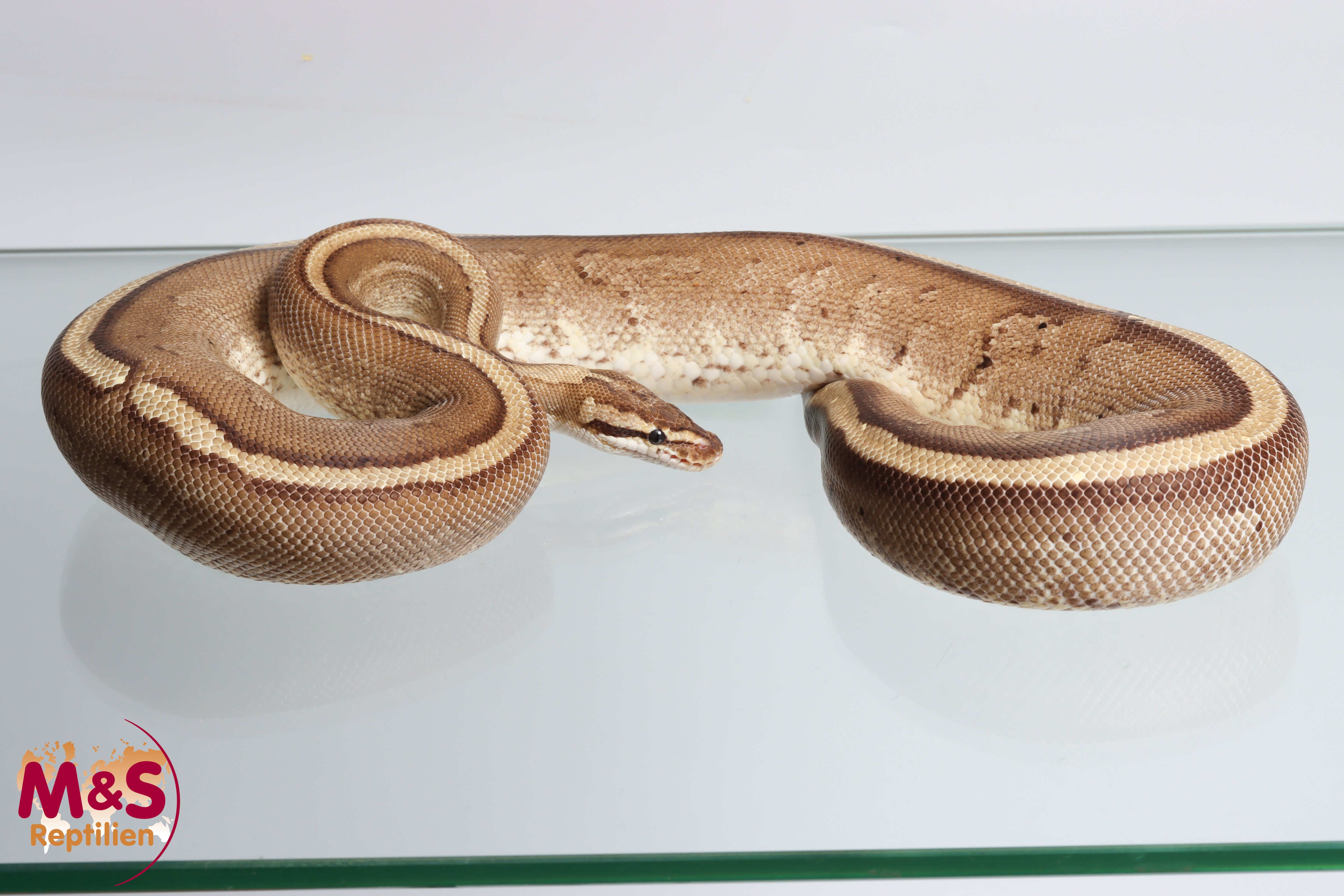 0.1 (Female) Gravel - Specter Königspython NZ´M&S´22 Python regius