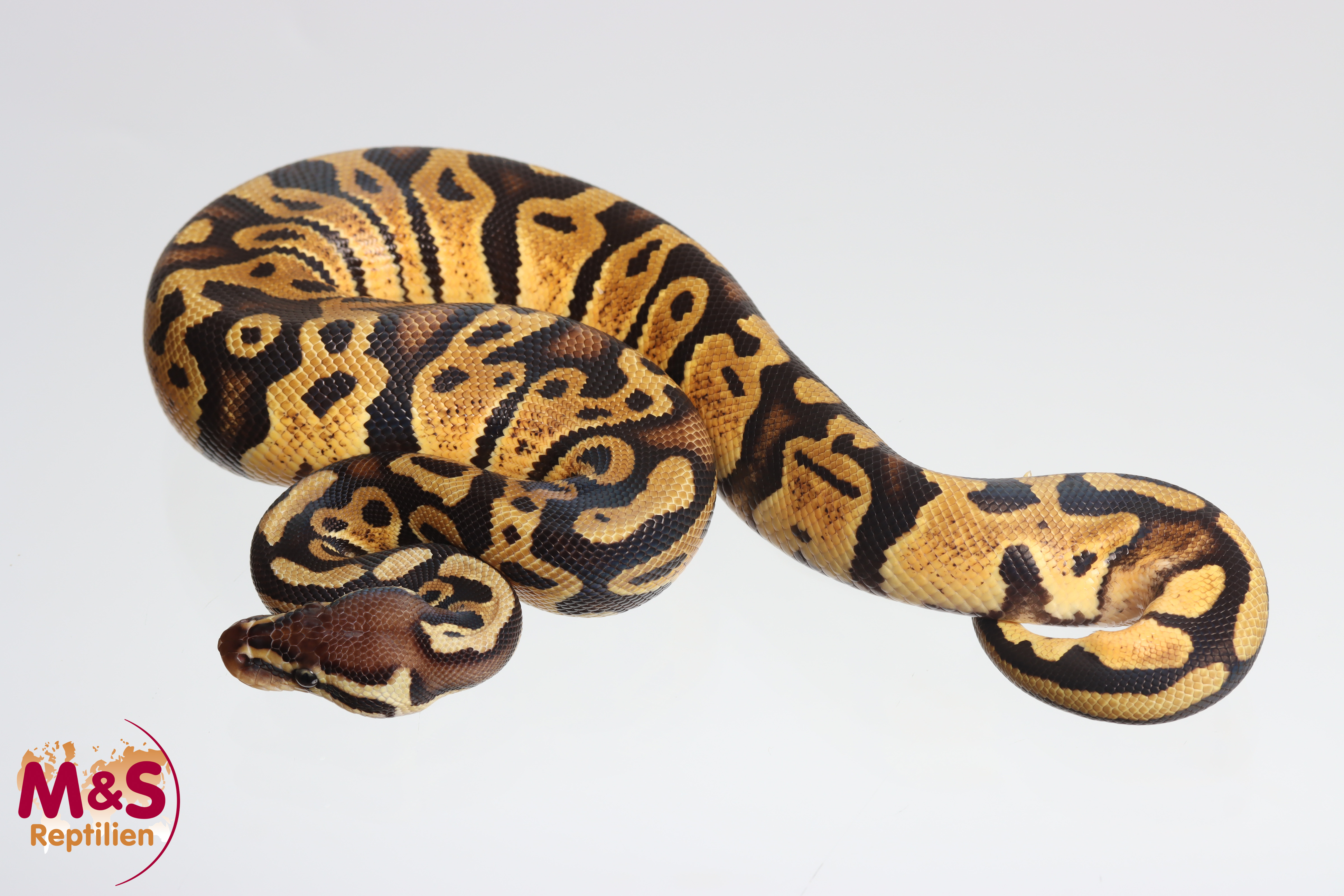 0.1 (Female) Pastel 66% doppelhetero Ultramel Piebald Königspython NZ´M&S´25 Python regius