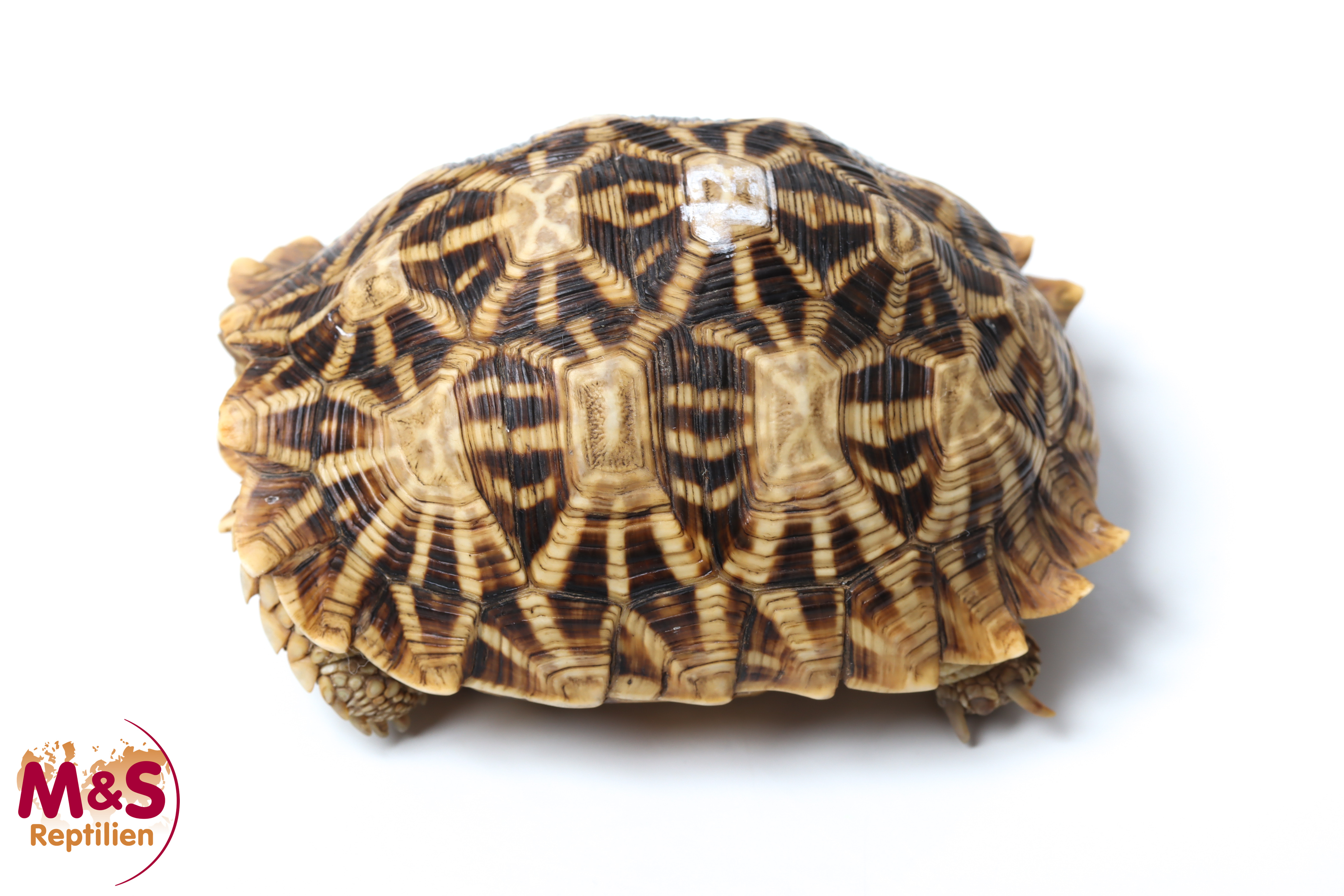 0.1 (Female) Kalahari Stachelrand-Landschildkröte (ca.11cm) NZ´2016 Psammobates oculiferus (Originalbild)