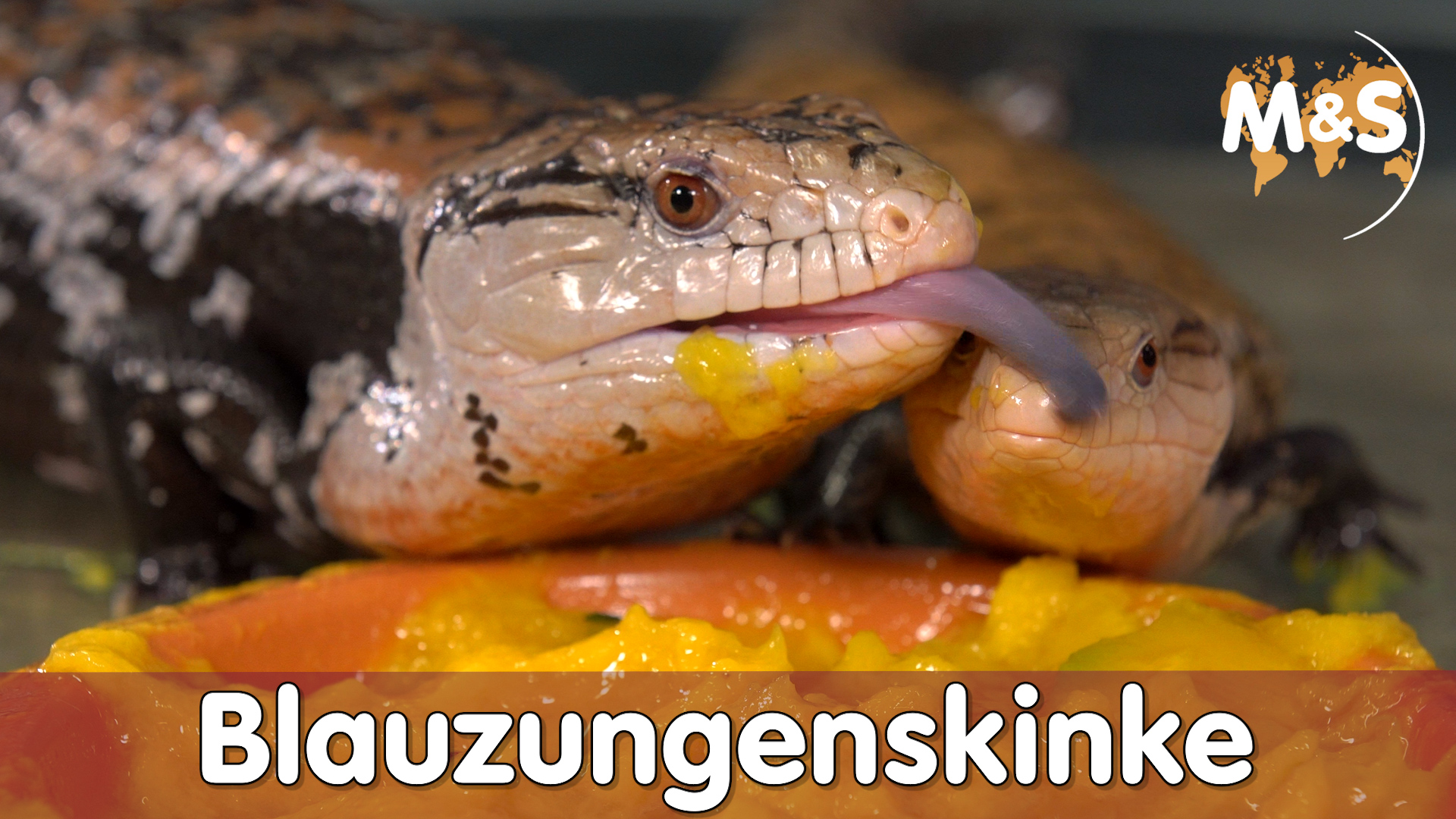 Riesenblauzungenskink Basics | Tiliqua gigas | Reptil TV