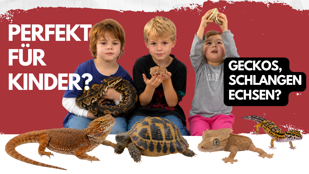 Die 6 BESTEN Reptilien für Kinder & Familien 🦎 DAS empfiehlt Stefan!