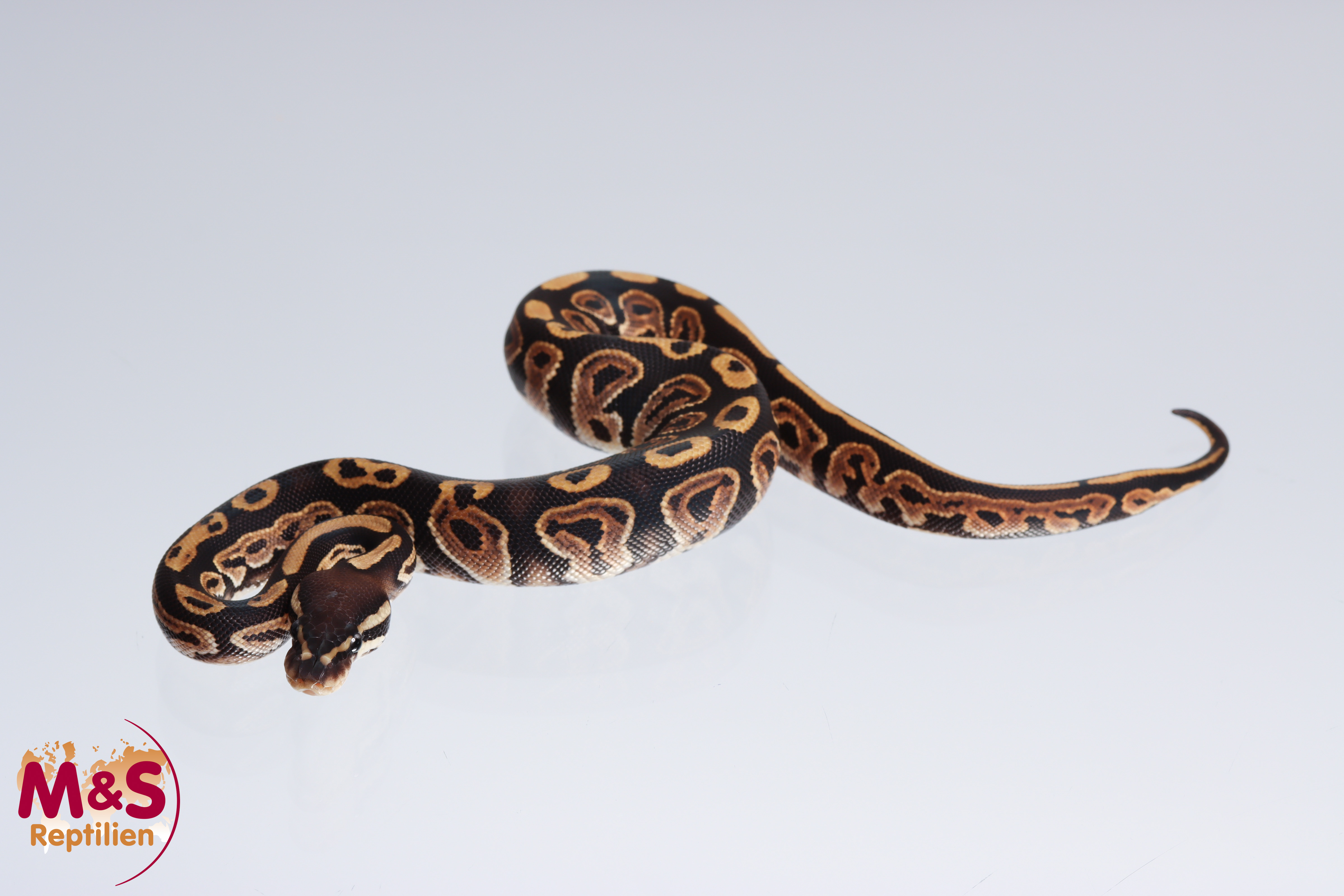 0.1 (Female) Cinnamon 100% doppel hetero Albino - Piebald Königspython NZ´M&S´22 Python regius