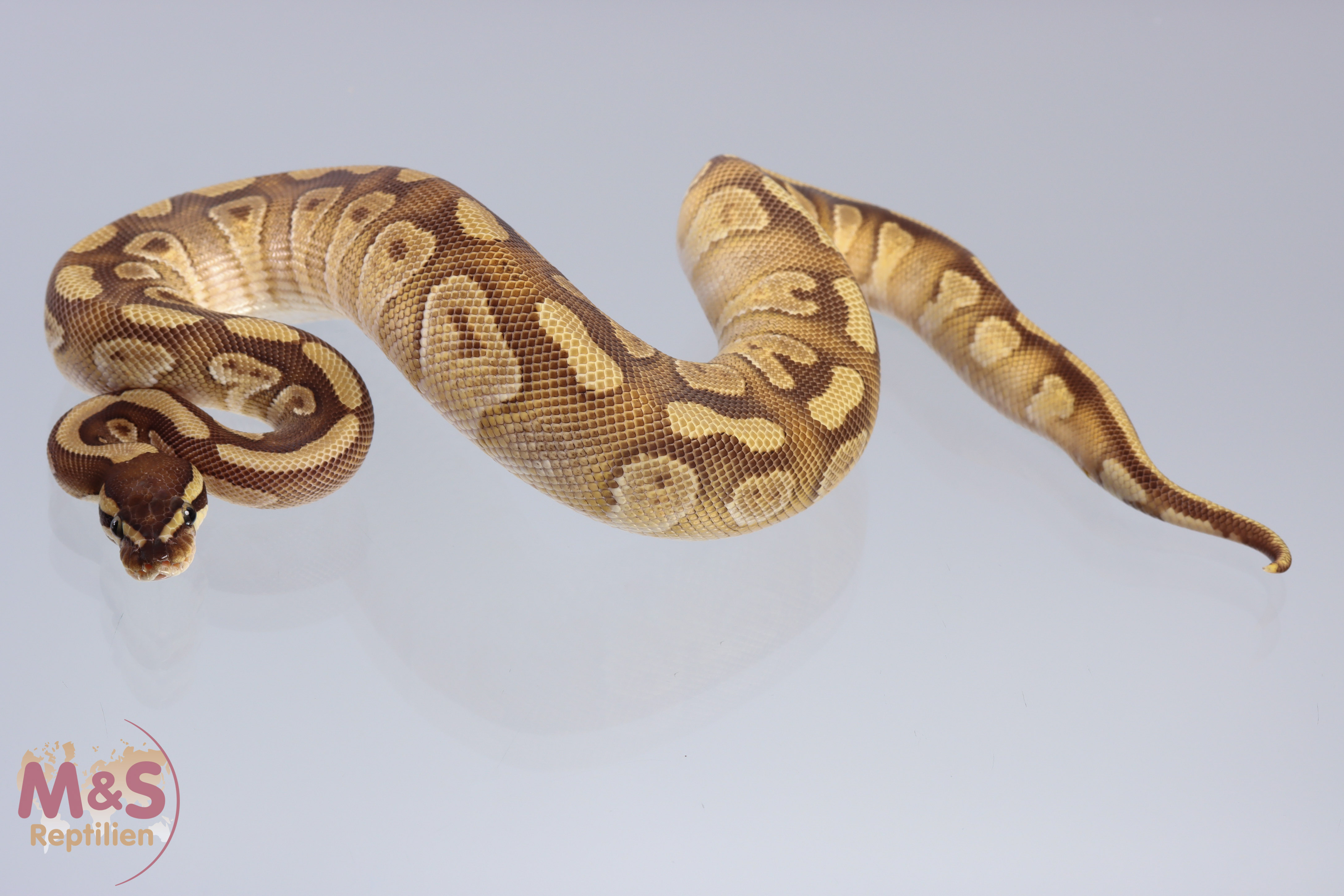 1.0 (Male) Enchi - Granit - Mojave - Trick 100% hetero Clown Königspython DNZ´21 Python regius