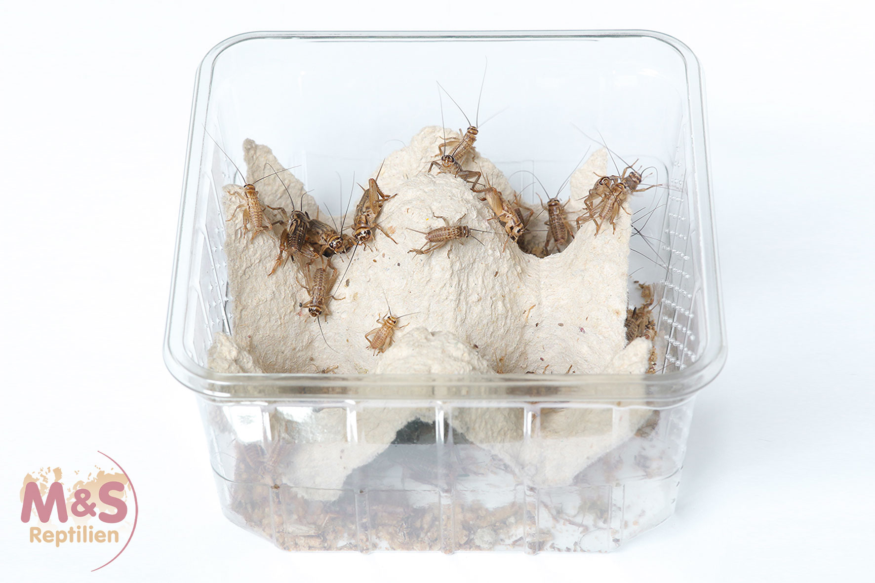 Heimchen mittel (Acheta domestica) Futterinsekten Spar-Abo 7-tägig
