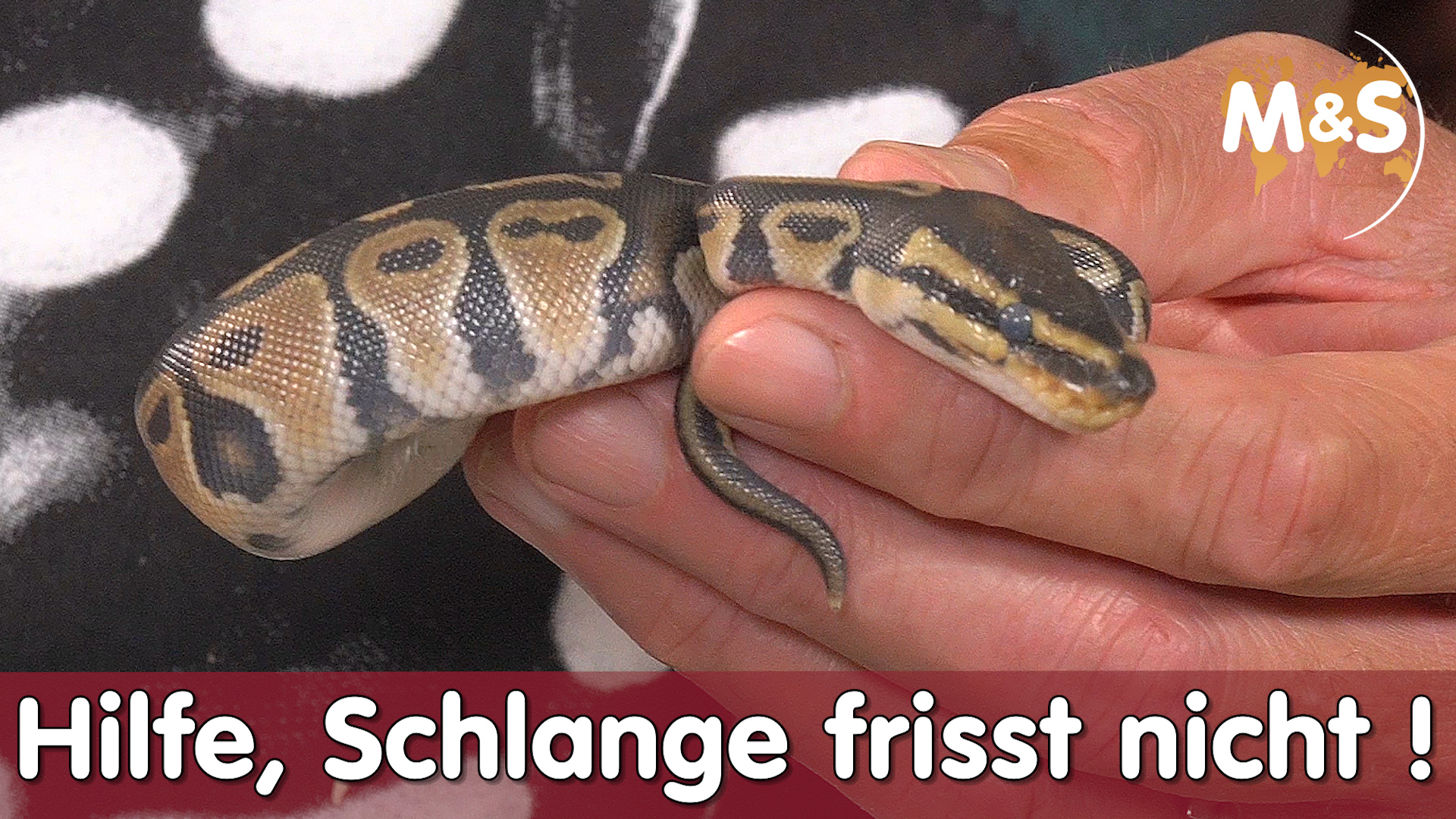 Hilfe, meine Schlange frisst nicht! | Futter wird verweigert | Reptil TV