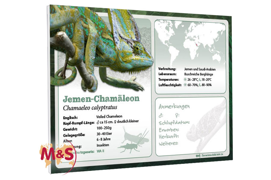 Terrarienschild (Zooschild) Jemen-Chamäleon, Chamaeleo calyptratus