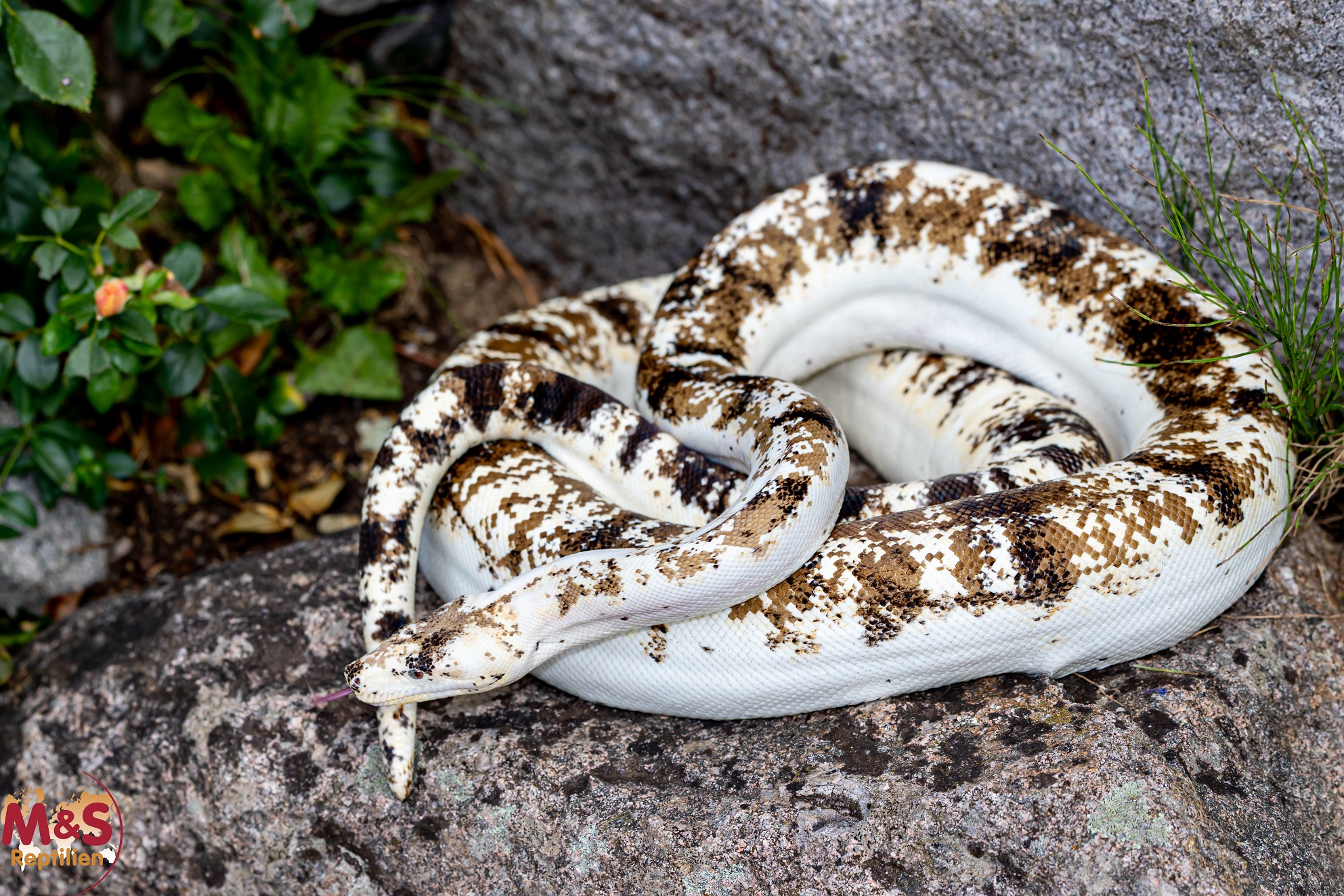 0.1 (Female) Calico Boa NZ´22 (ca.180-200cm) Boa constrictor (Originalbild)