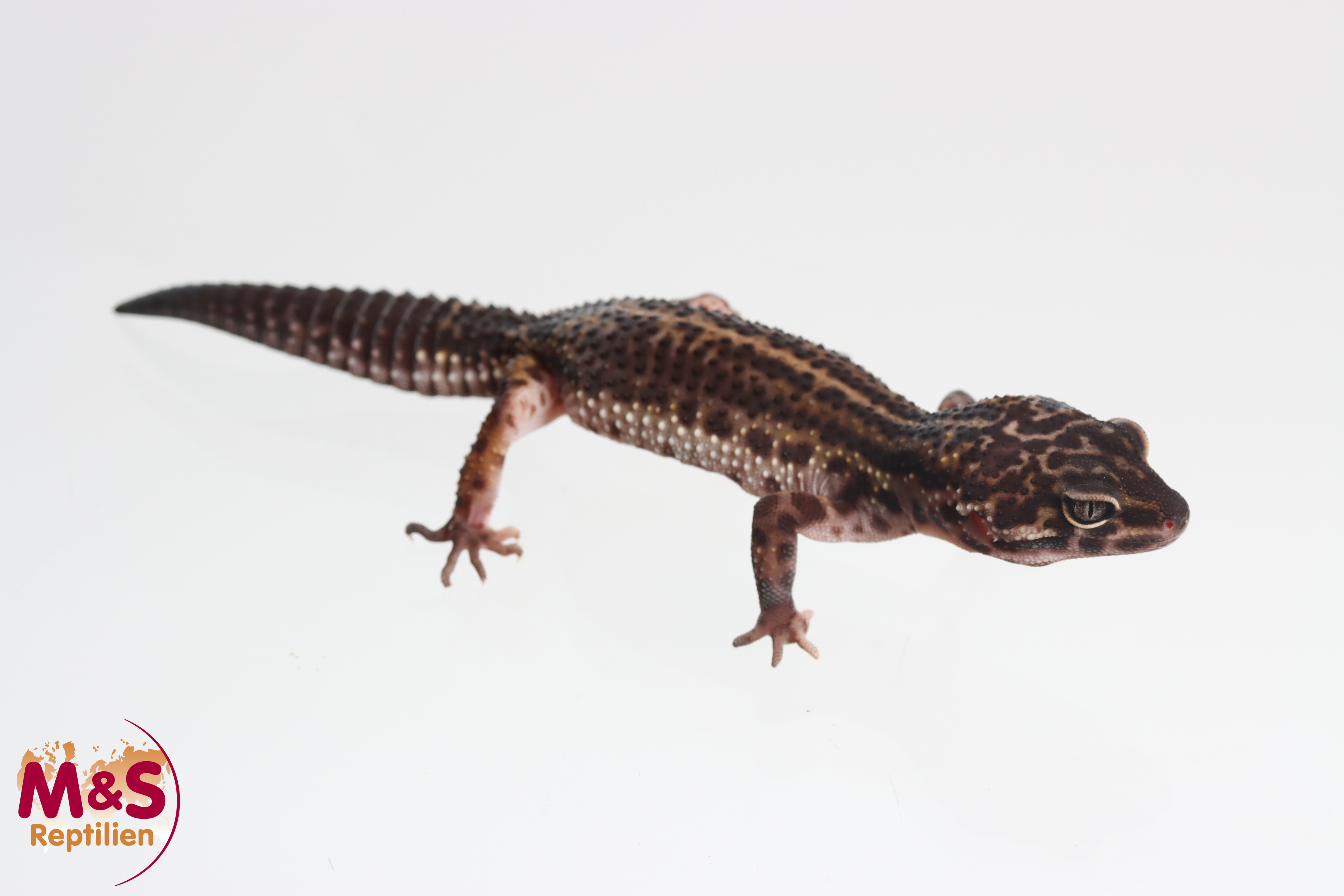 0.1 (Female) Black Night Lavender Leopardgecko NZ'24/25 (subadult) E. macularius (Originalbild)