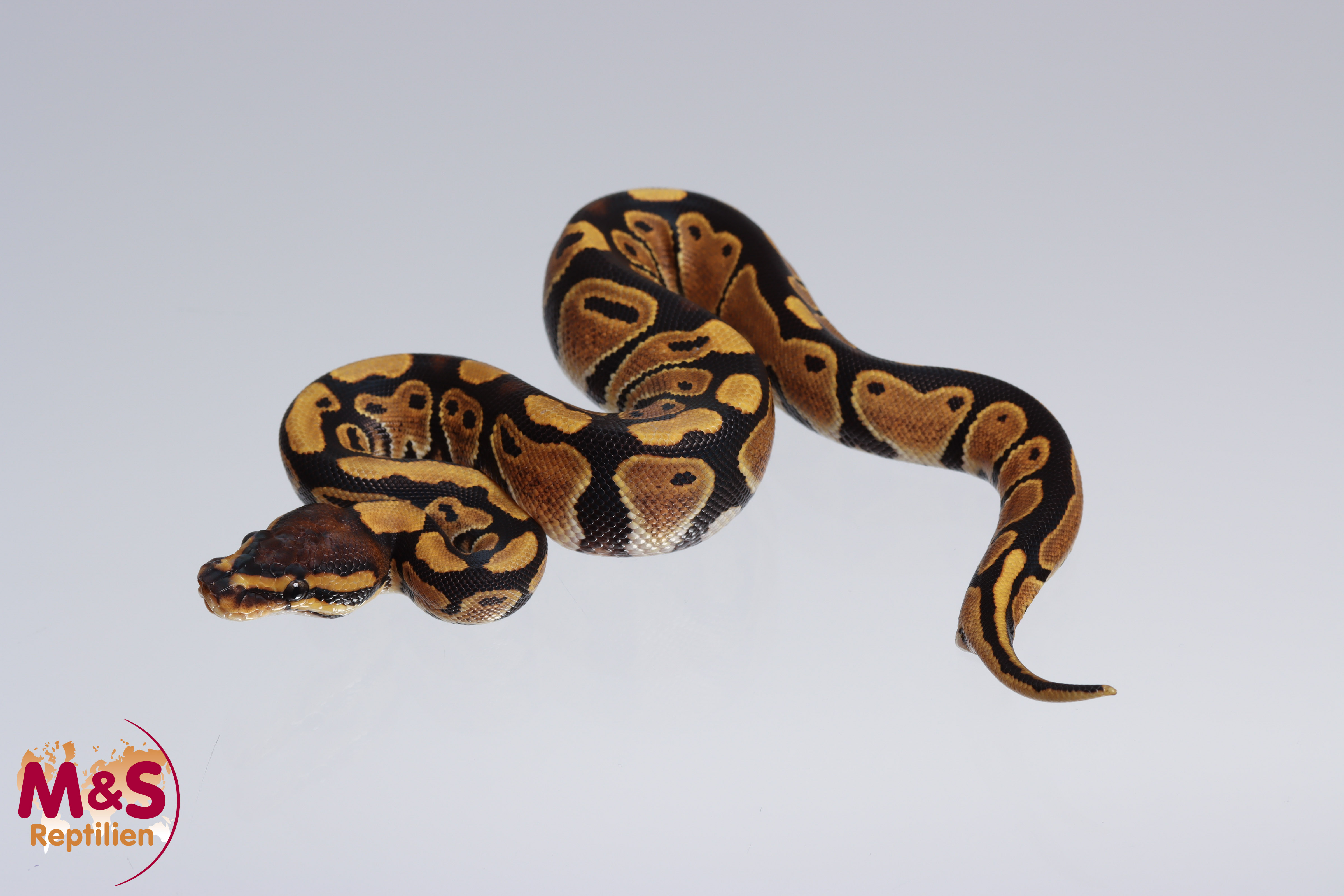 0.1 (Female) 100% doppel hetero Caramel - Ghost Königspython NZ´M&S´22 Python regius