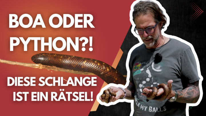 ⚠️ Eierlegende Boa?! Jetzt wird’s wild…? Diese Schlange ist ein Rätsel!