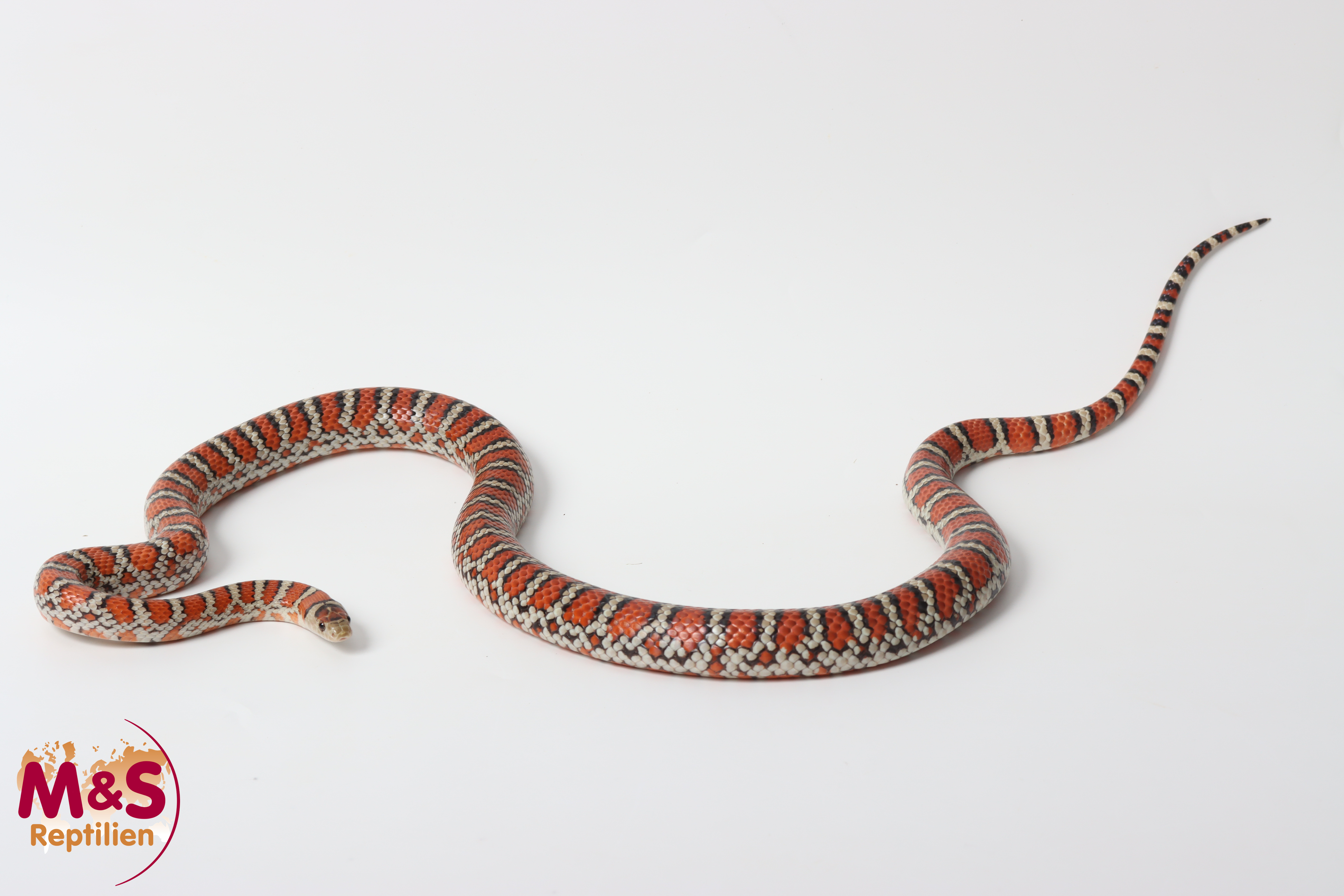 0.1 (Female) Berg-Königsnatter NZ' 22 (adult) Lampropeltis p. knoblochi (Originalbild)