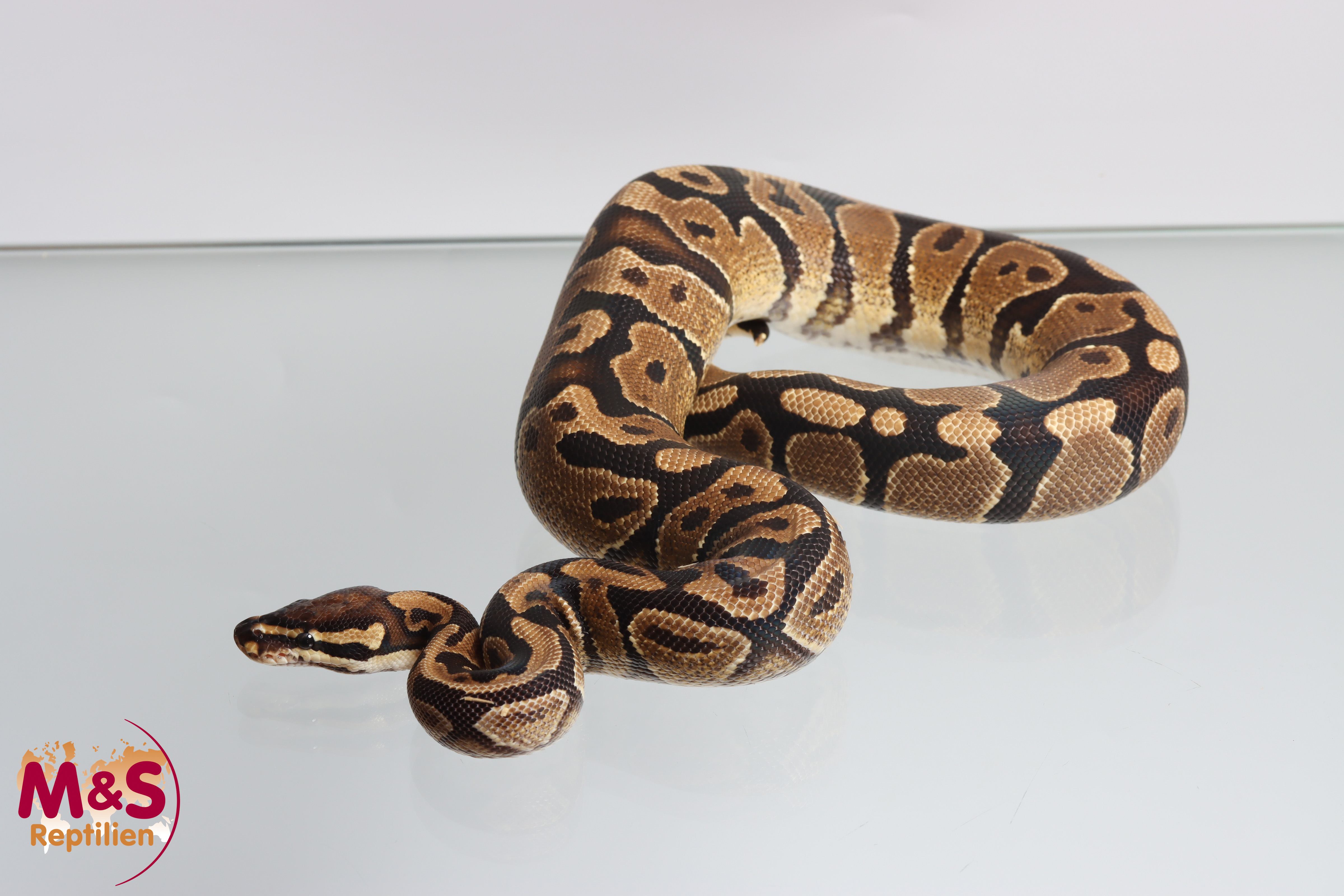 1.0 (Male) Gravel Königspython NZ´M&S´24 Python regius