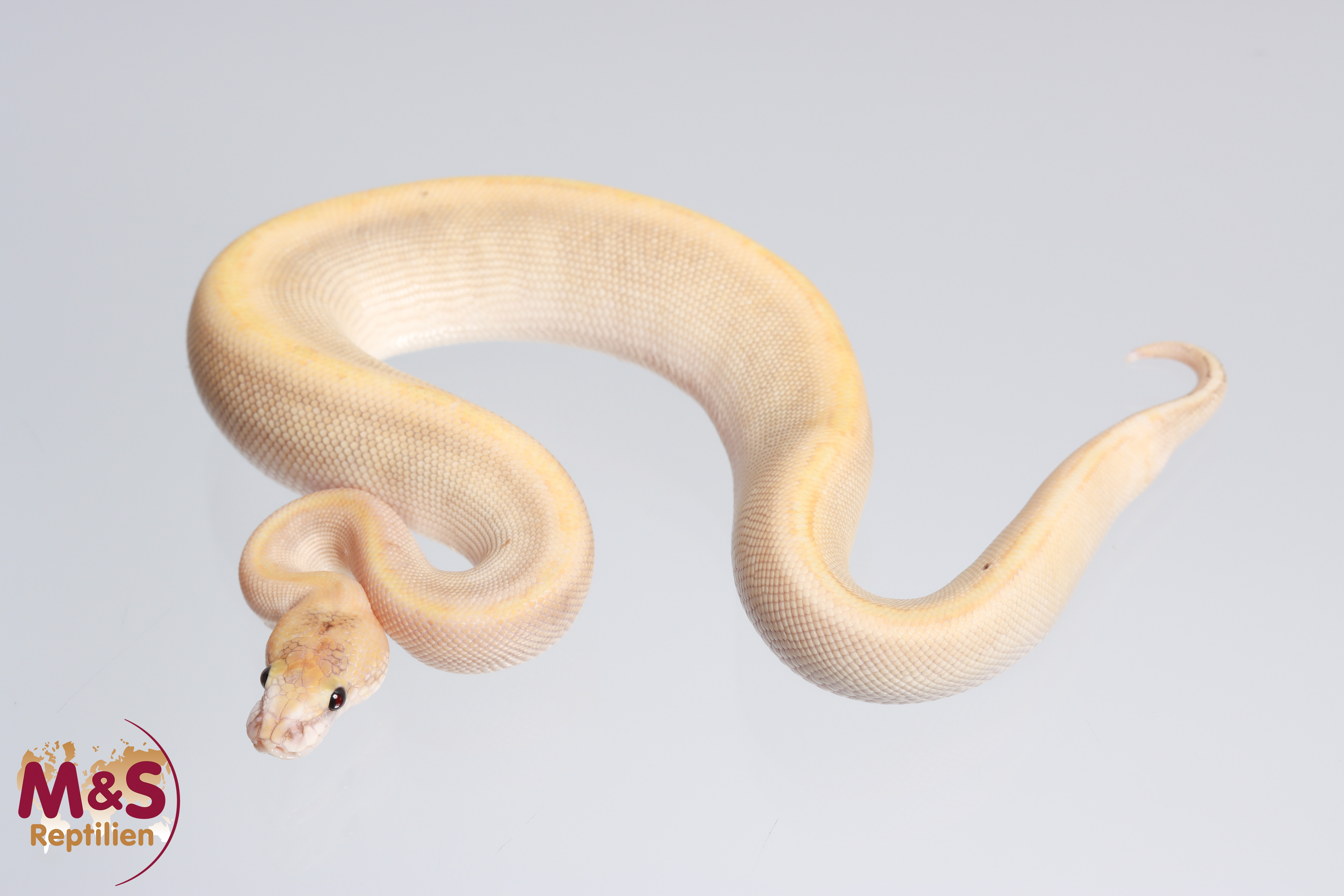0.1 (Female) Champagne - Mojave - Cinnamon poss. Pastel Königspython NZ´M&S´26 Python regius